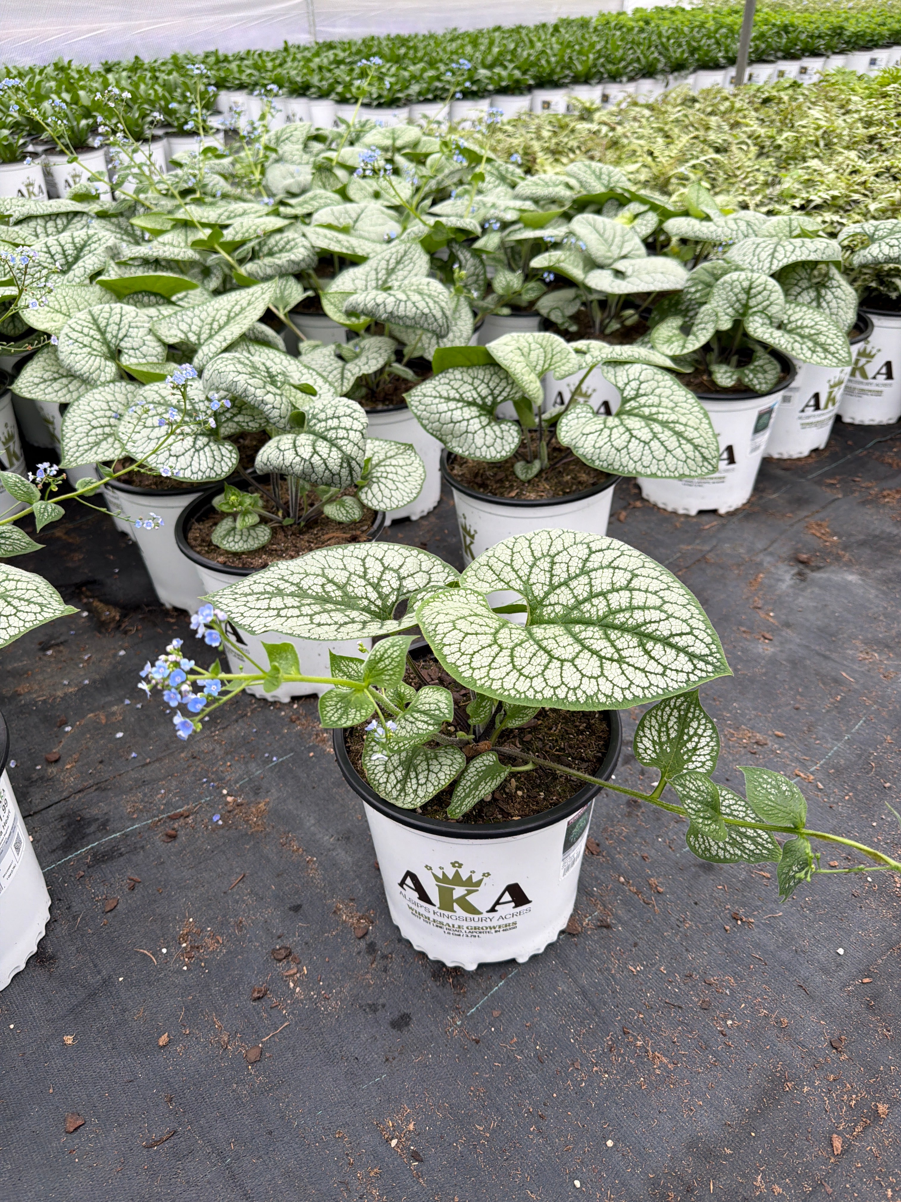 Brunnera Siberian Bugloss Sea Heart