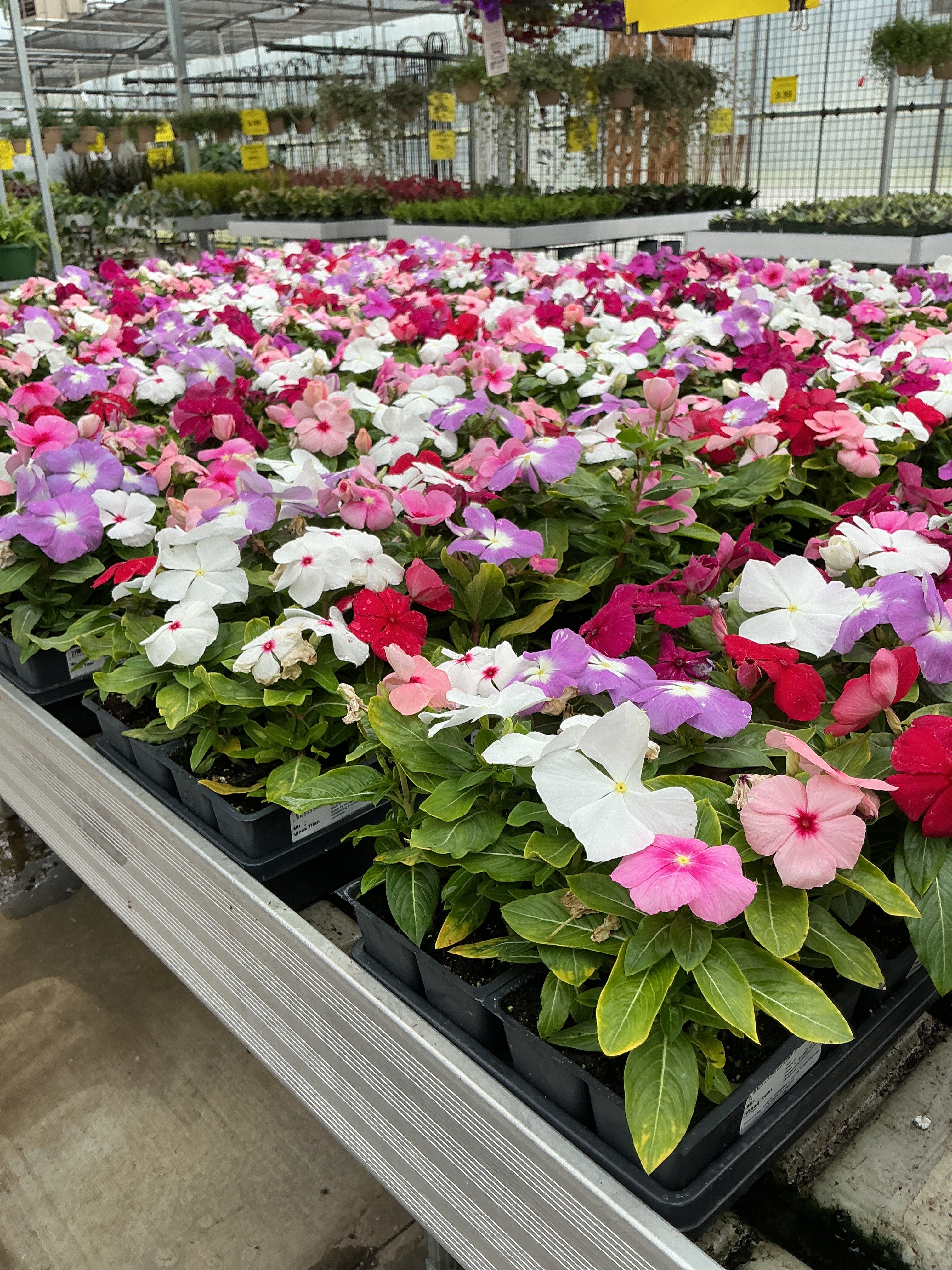 Vinca Titan Mix - 4 Pack Annual