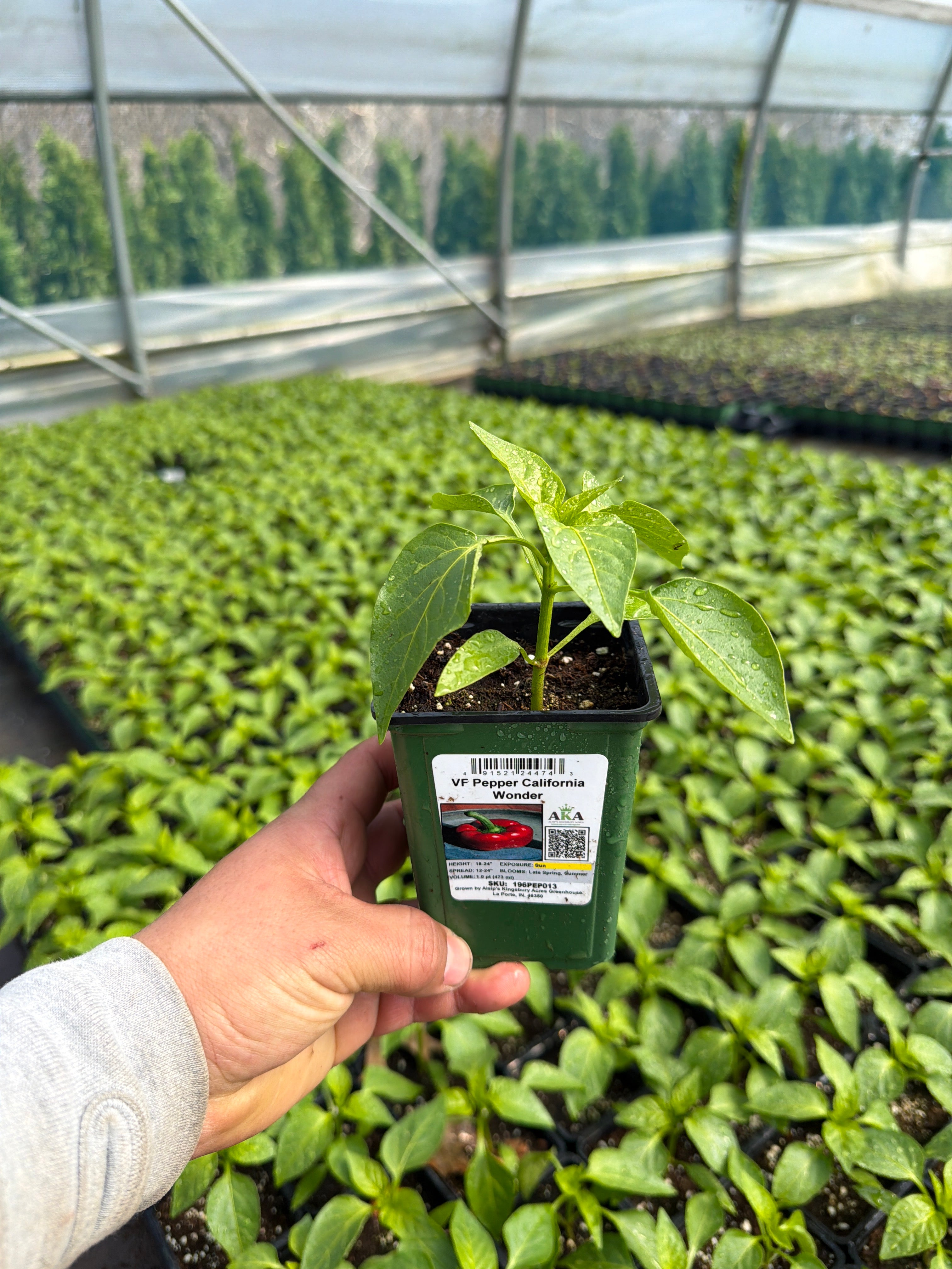 Pepper California Wonderful - 4" Potted Vegetable