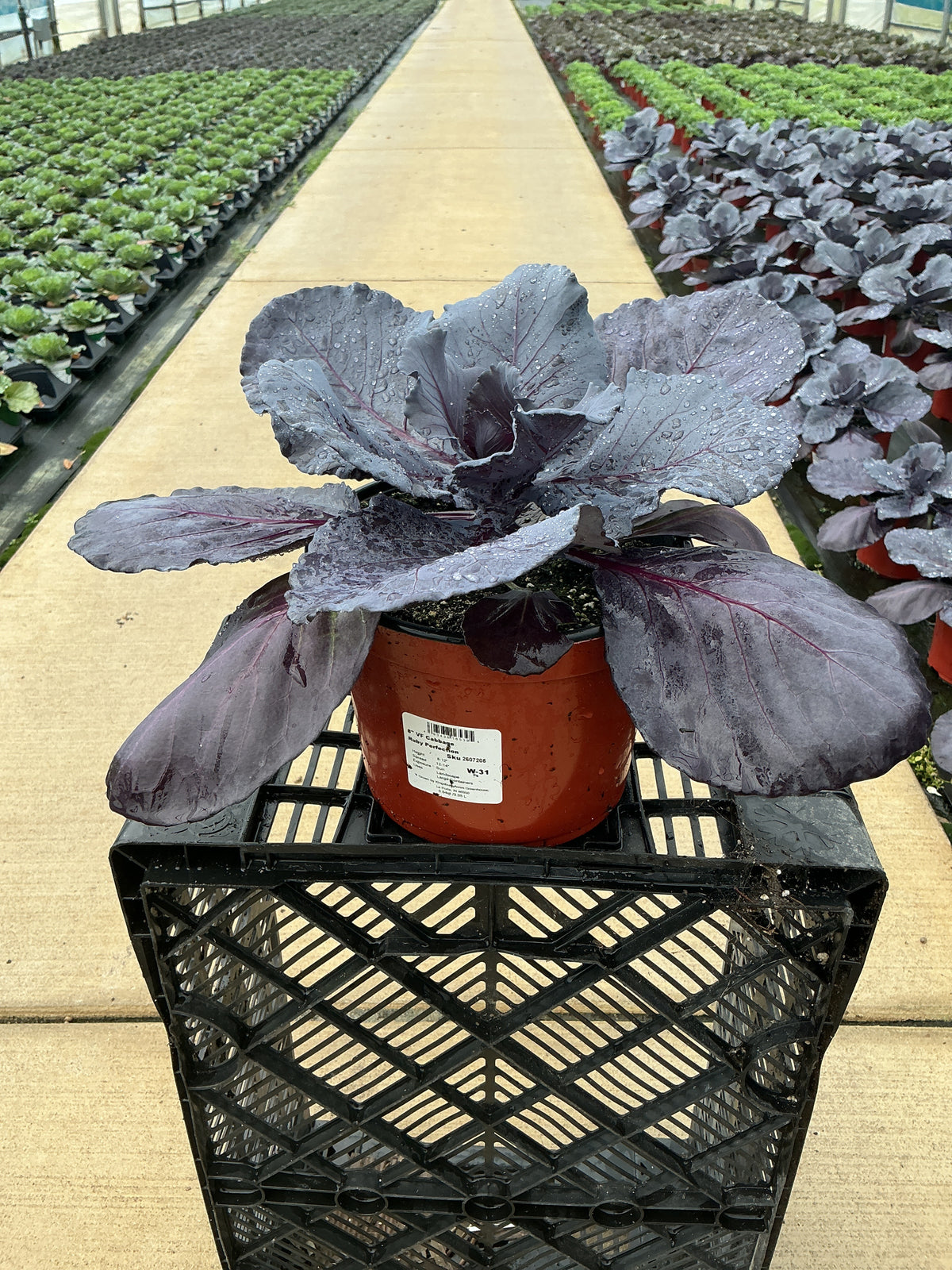 Ruby Perfection Ornamental Kale - 8" Fall Annuals