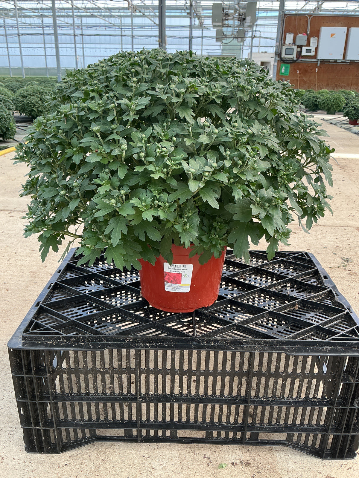 Cranbury Red - 8"x6" Potted Garden Mum