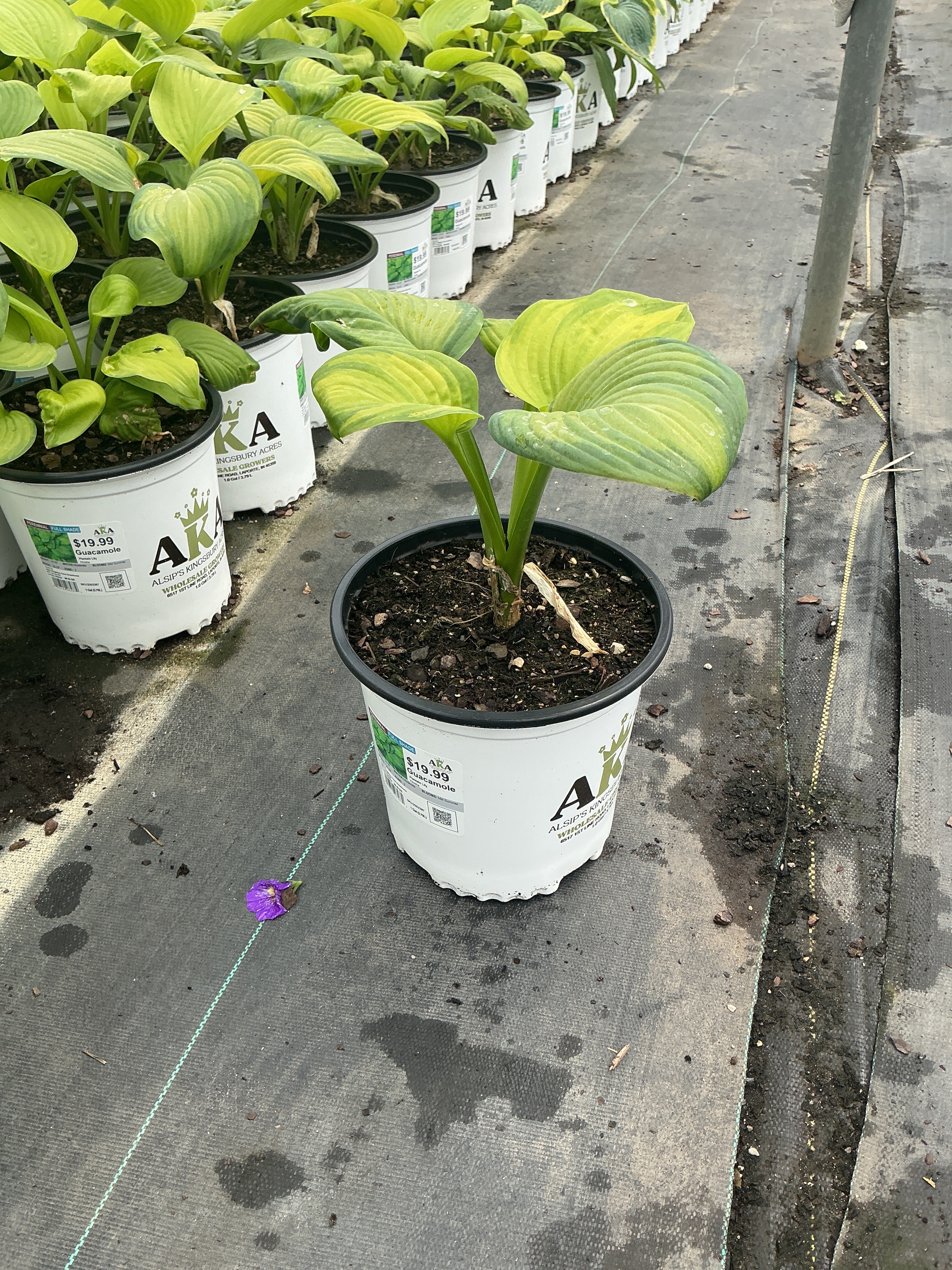 Hosta Plantain Lily Guacamole