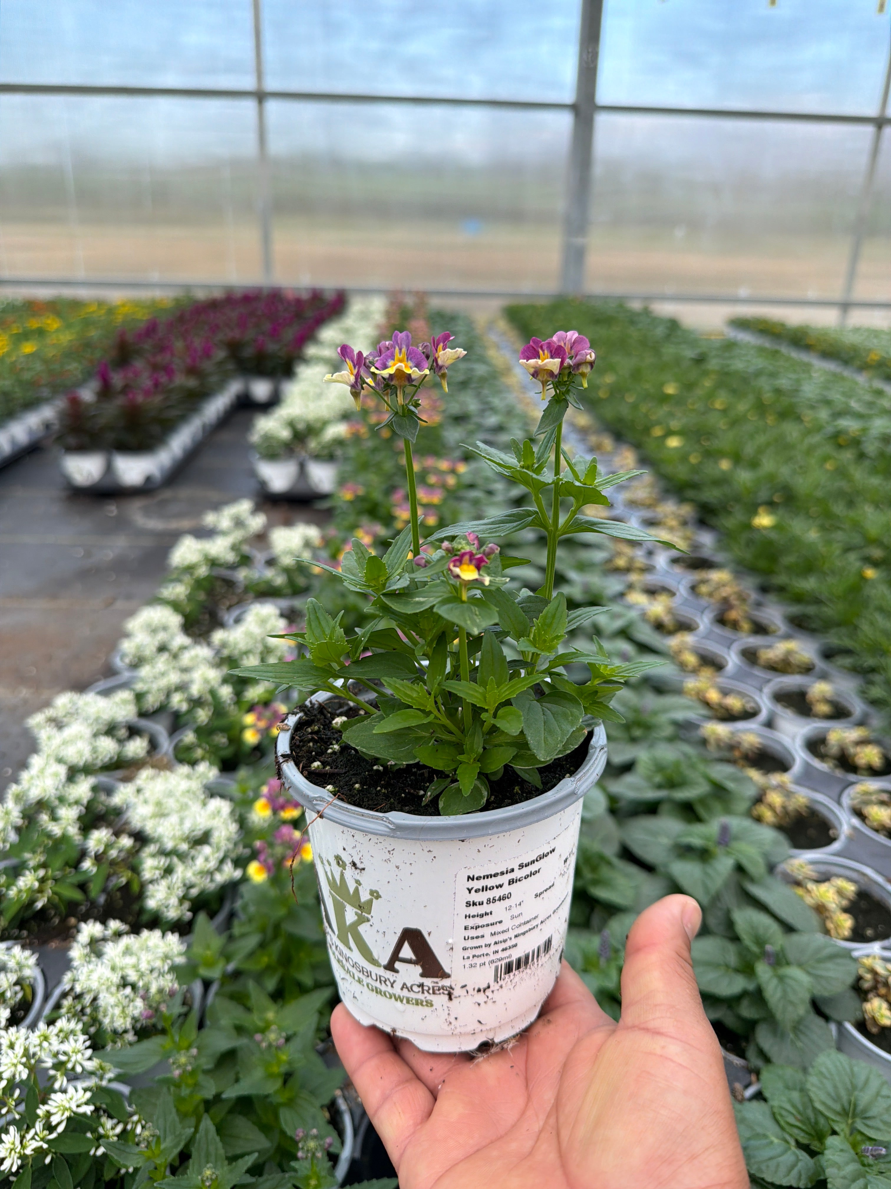 Nemesia SunGlow Yellow Bicolor - 4.33" Premium Annual