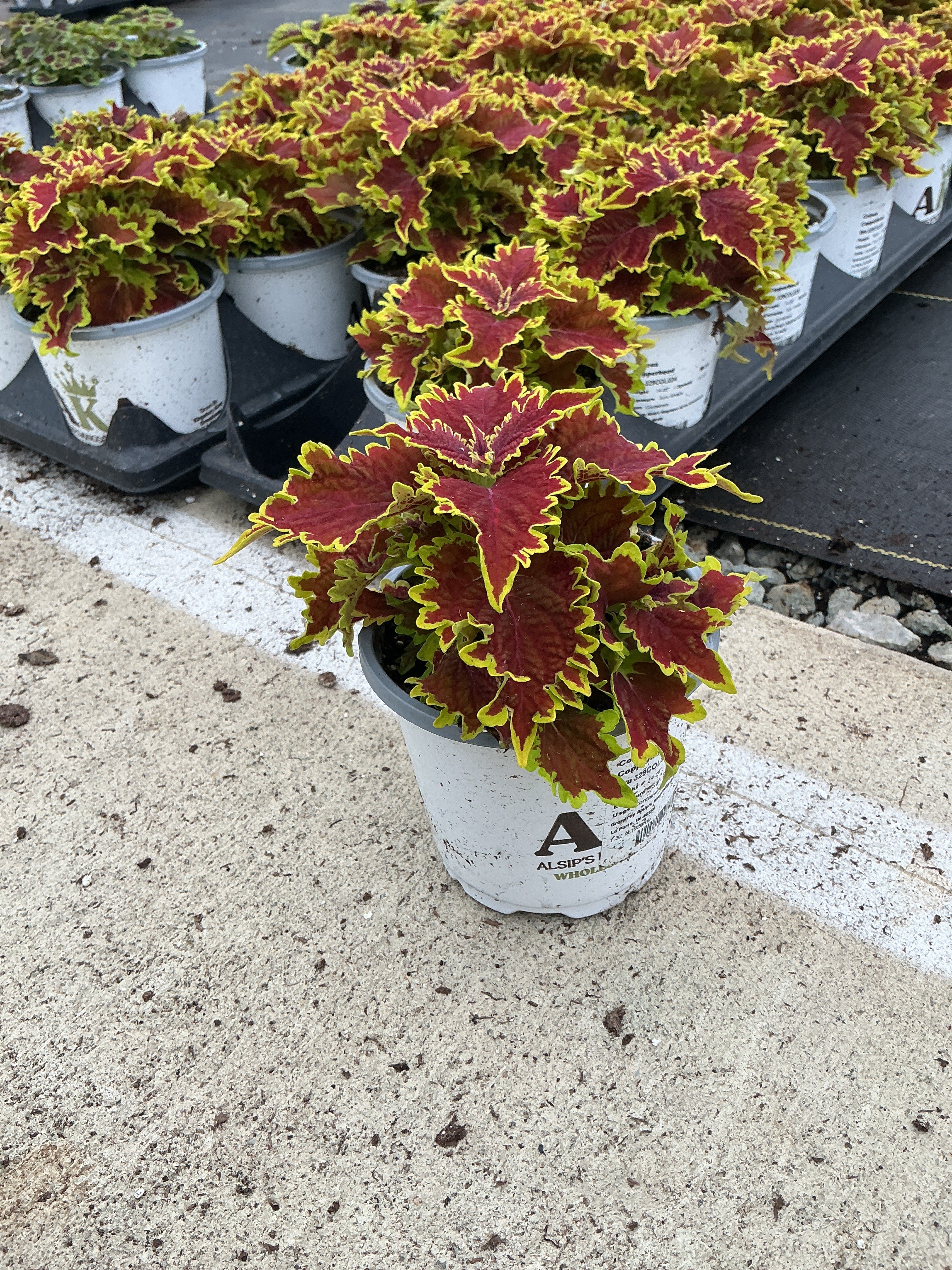 Coleus Copperhead - 4.33" Premium Annual