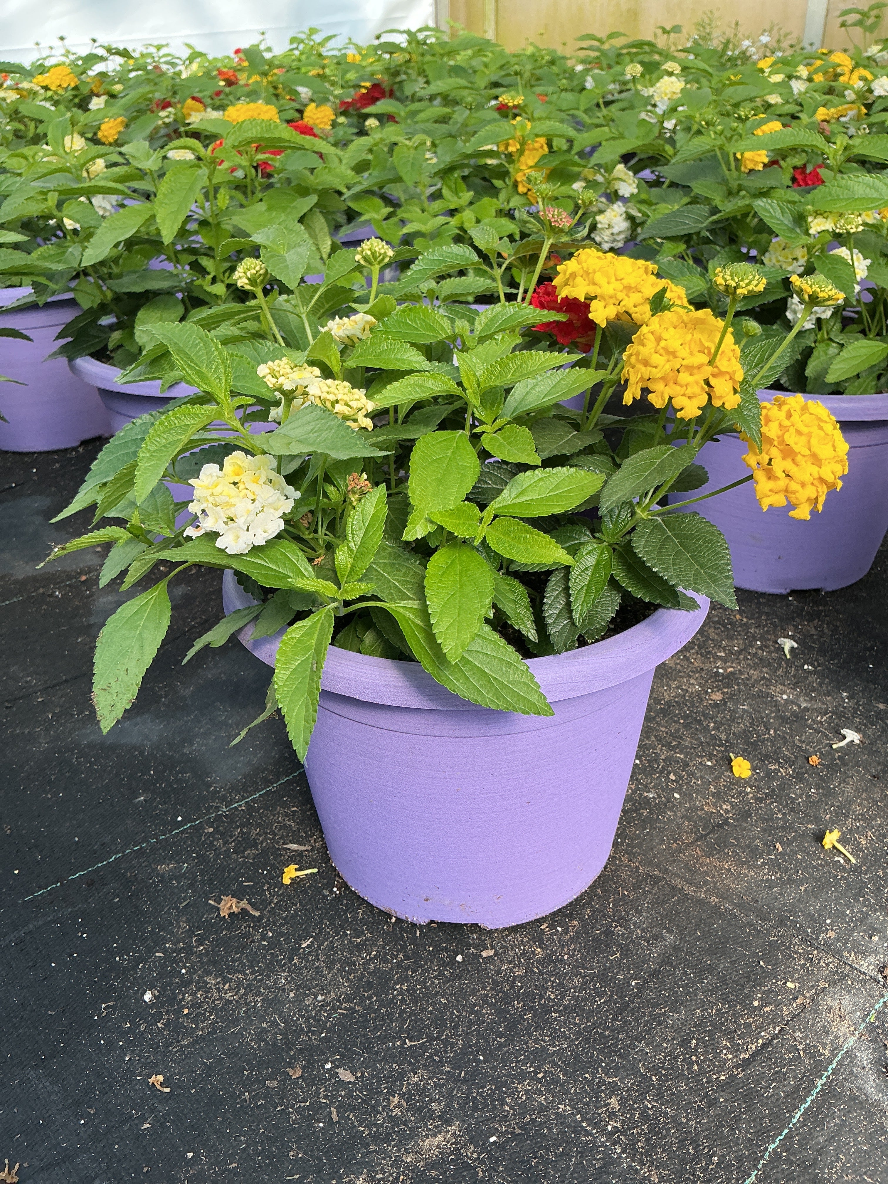 Lantana Mix 1 - 8" Planter