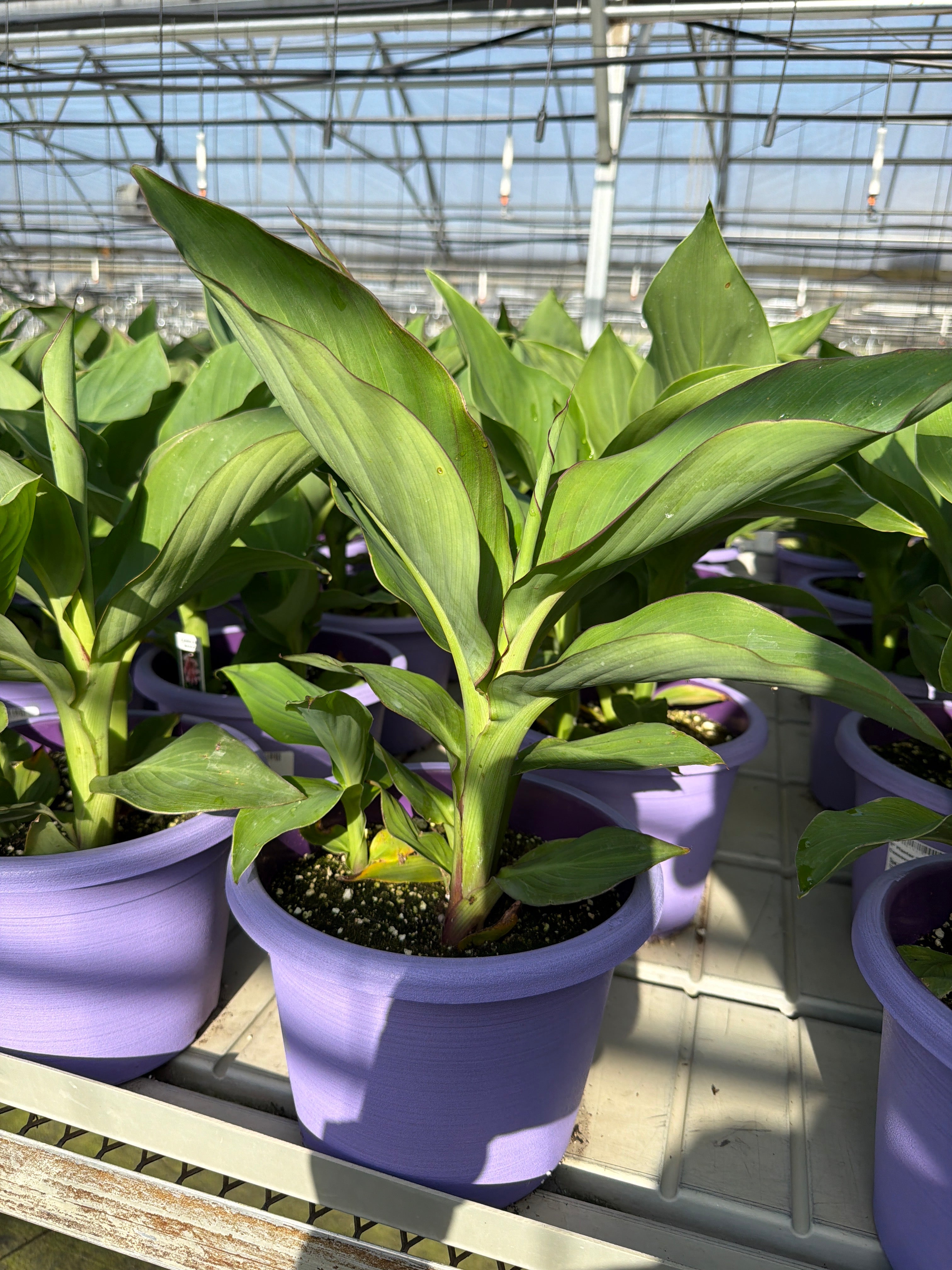 Canna Cannova Mango - 8" Planter