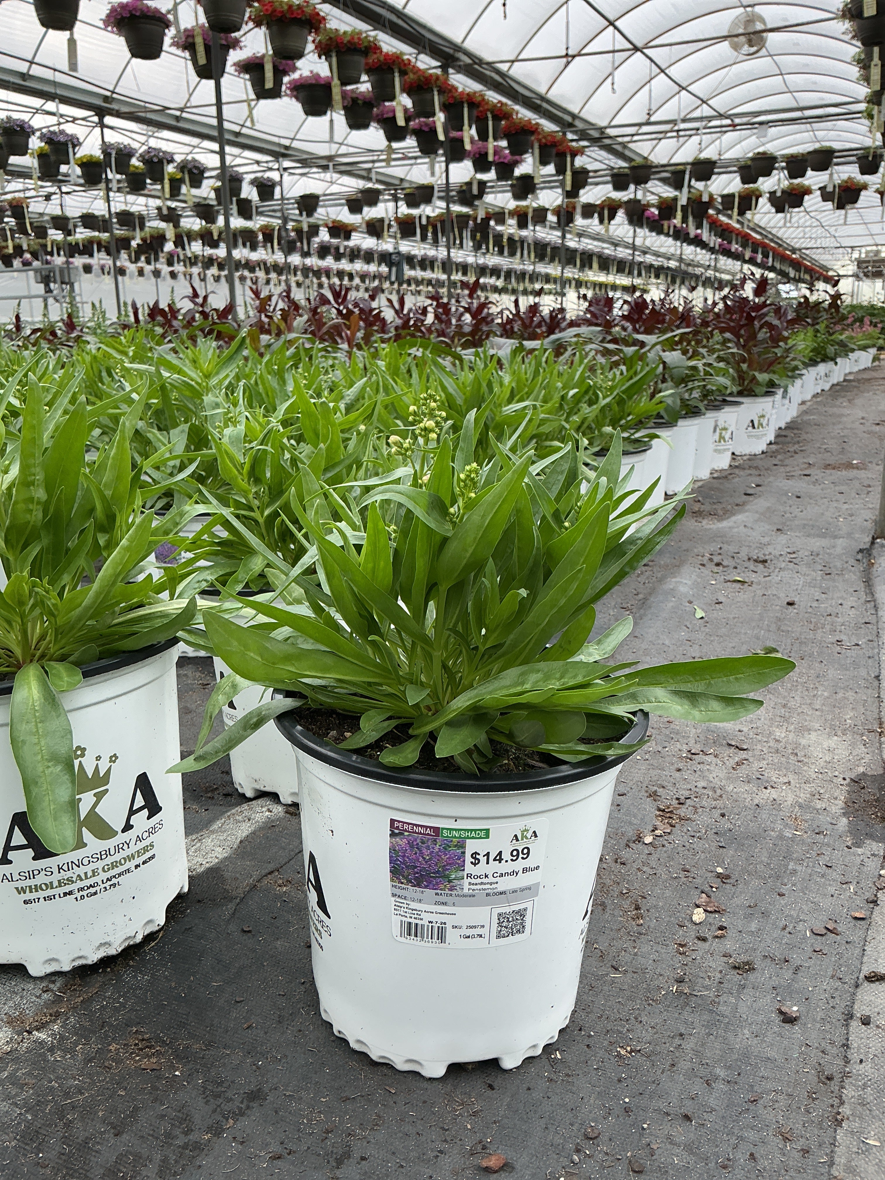 Penstemon Beardtongue Rock Candy Blue