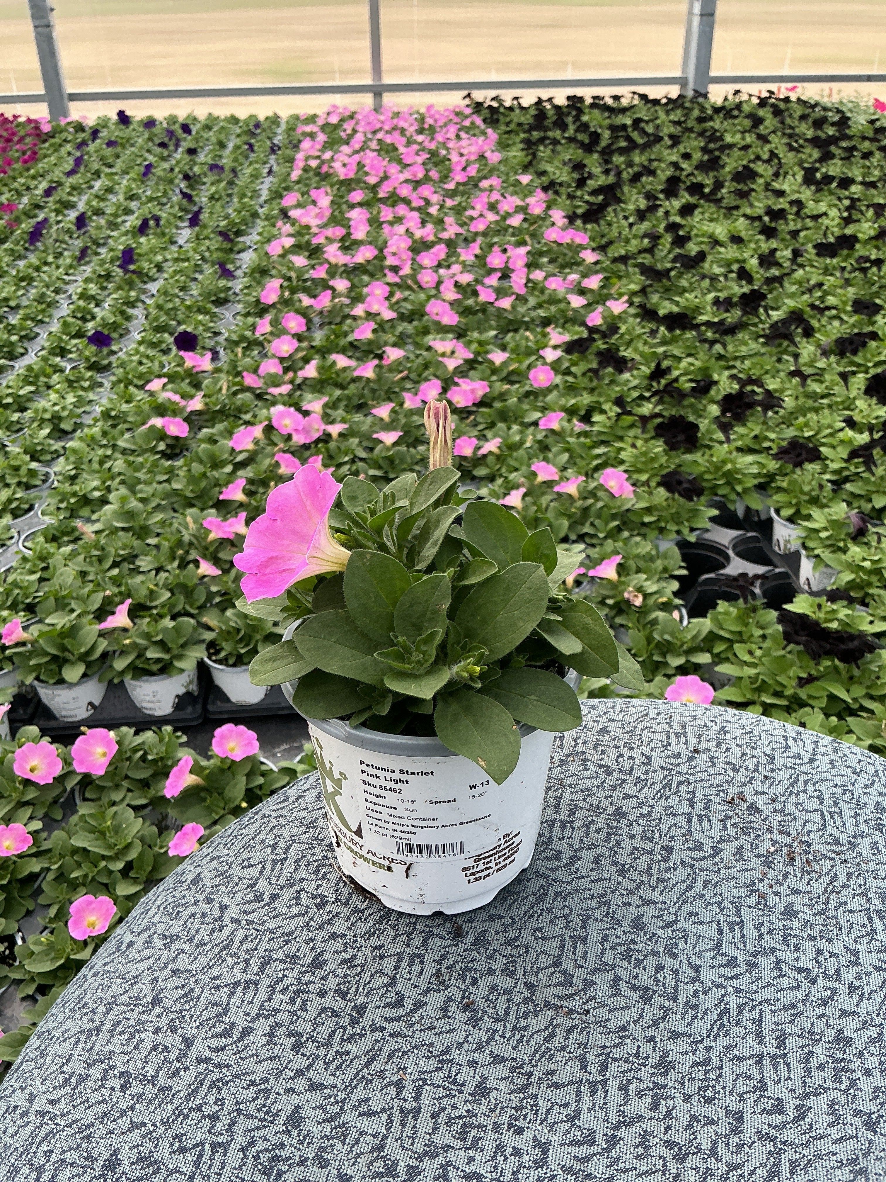 Petunia Starlet Pink Light - 4.33" Premium Annual