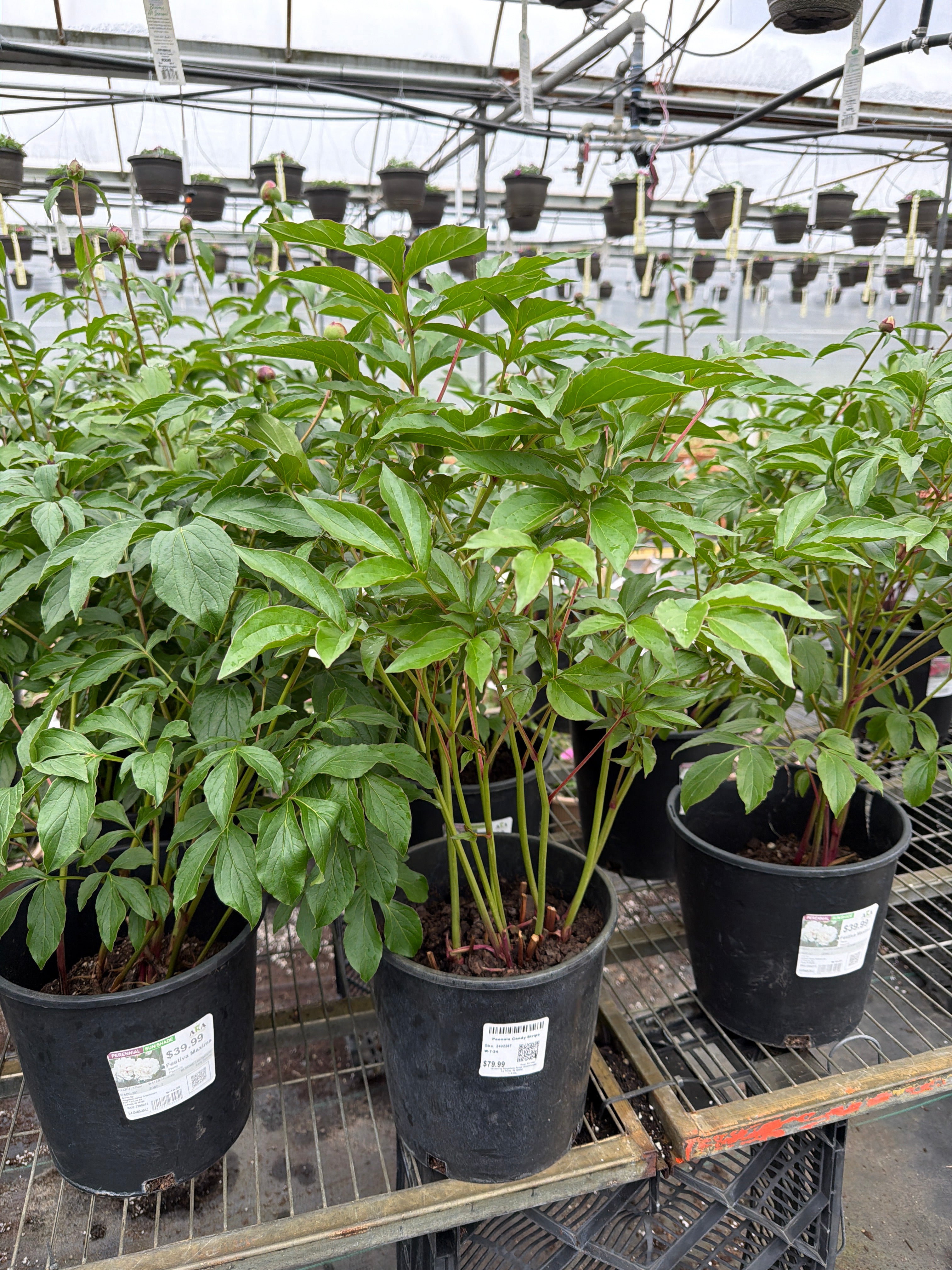 Paeonia Peony Festiva Maxima