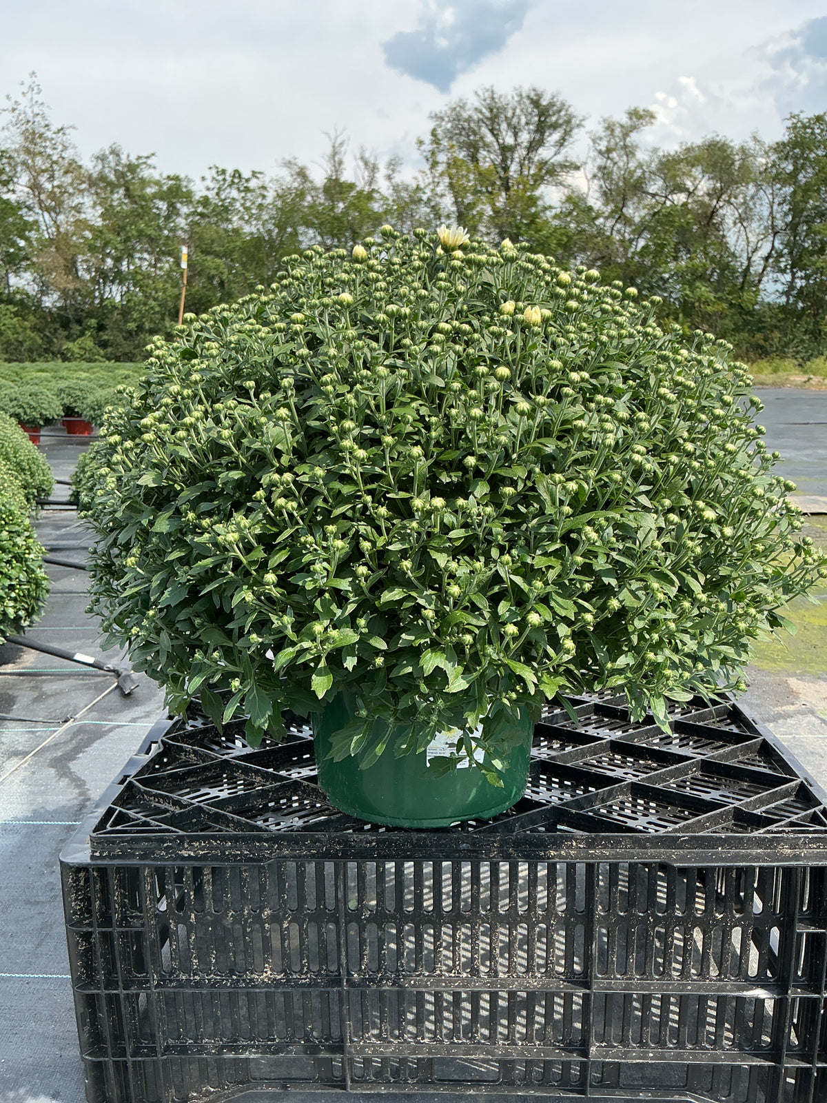 Celestial White - 9"x6" Potted Garden Mum