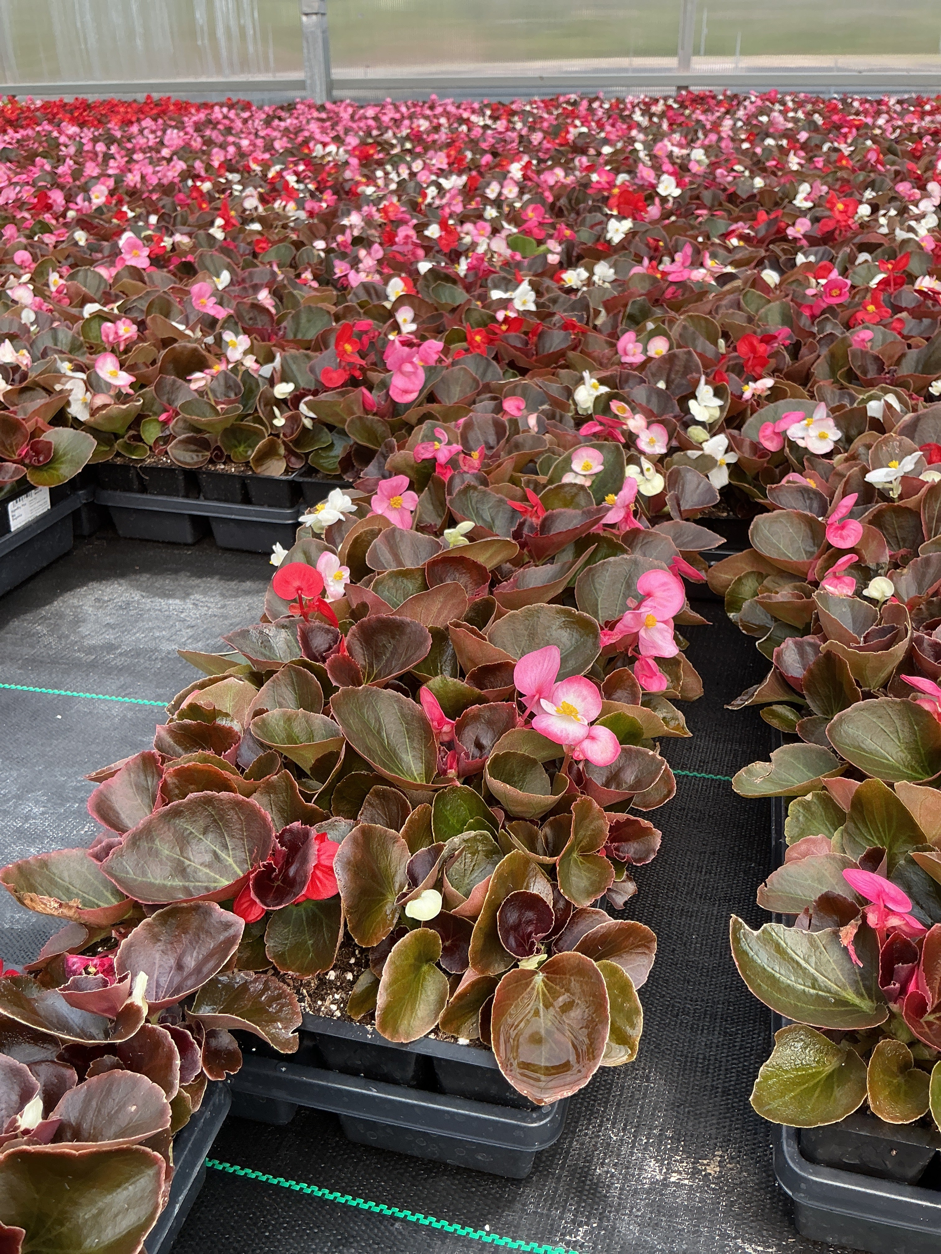 Begonia Harmony Mix - 4 Pack Annual
