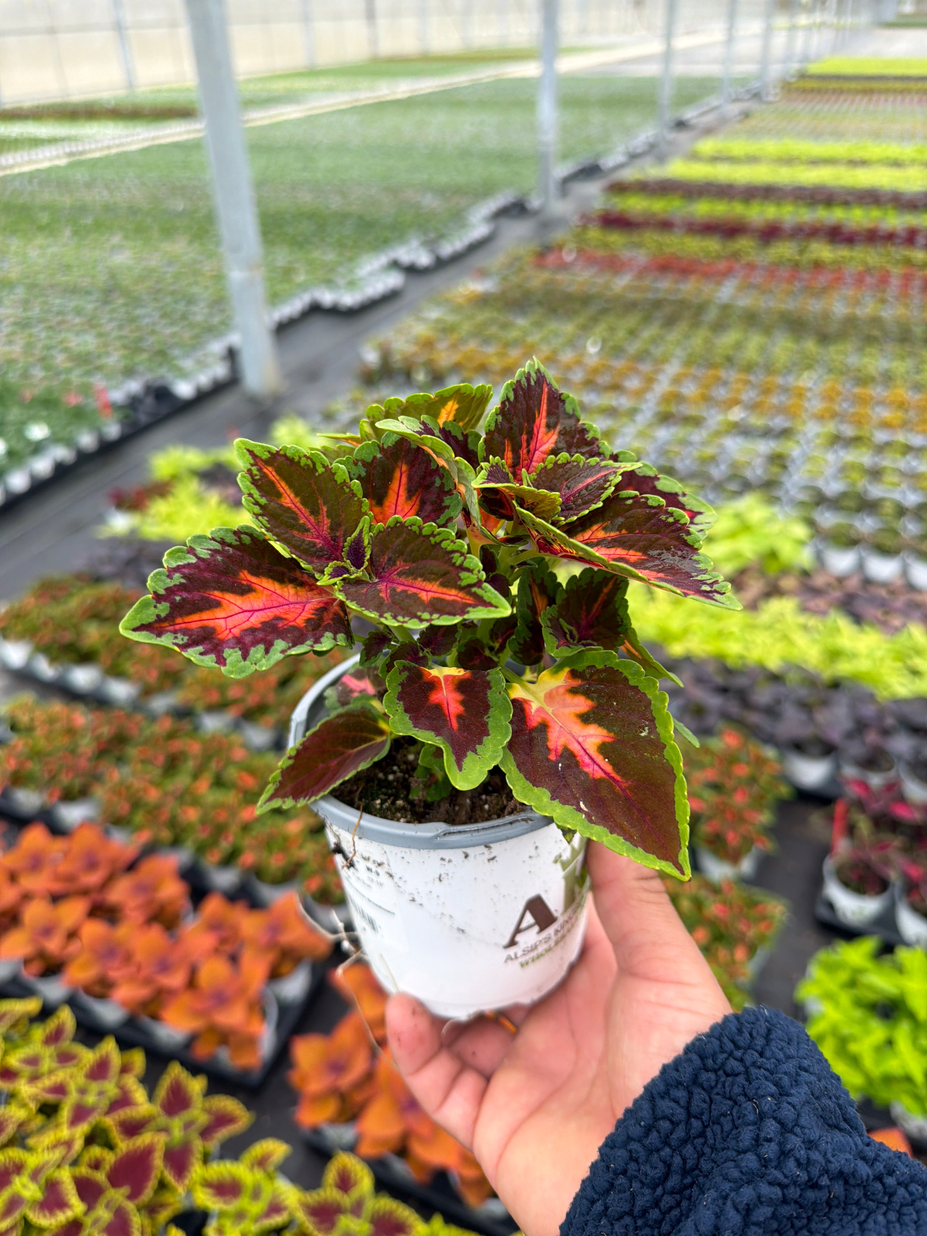 Coleus Franklin Street - 4.33" Premium Annual