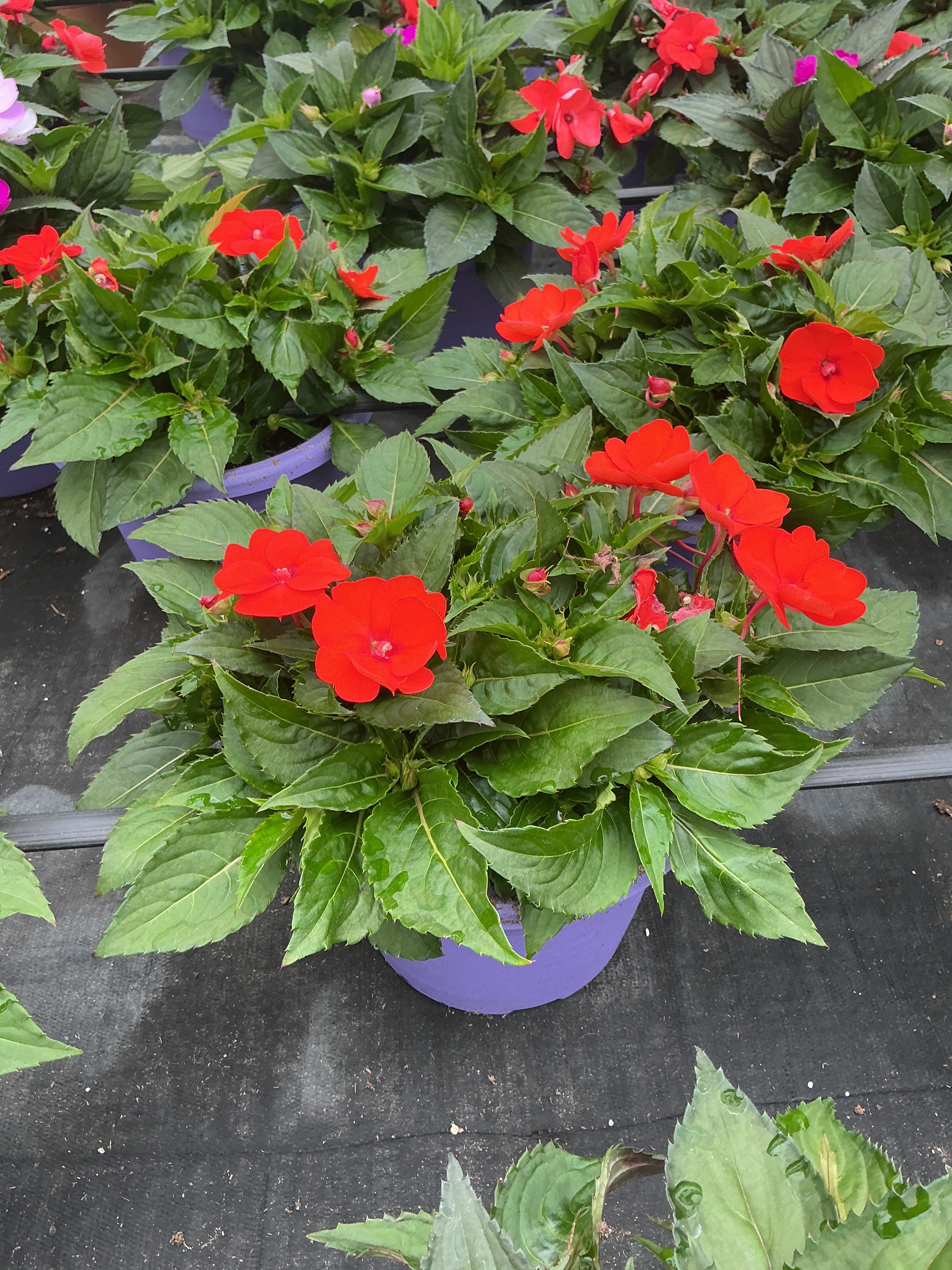 SunPatiens Electric Orange - 8" Planter