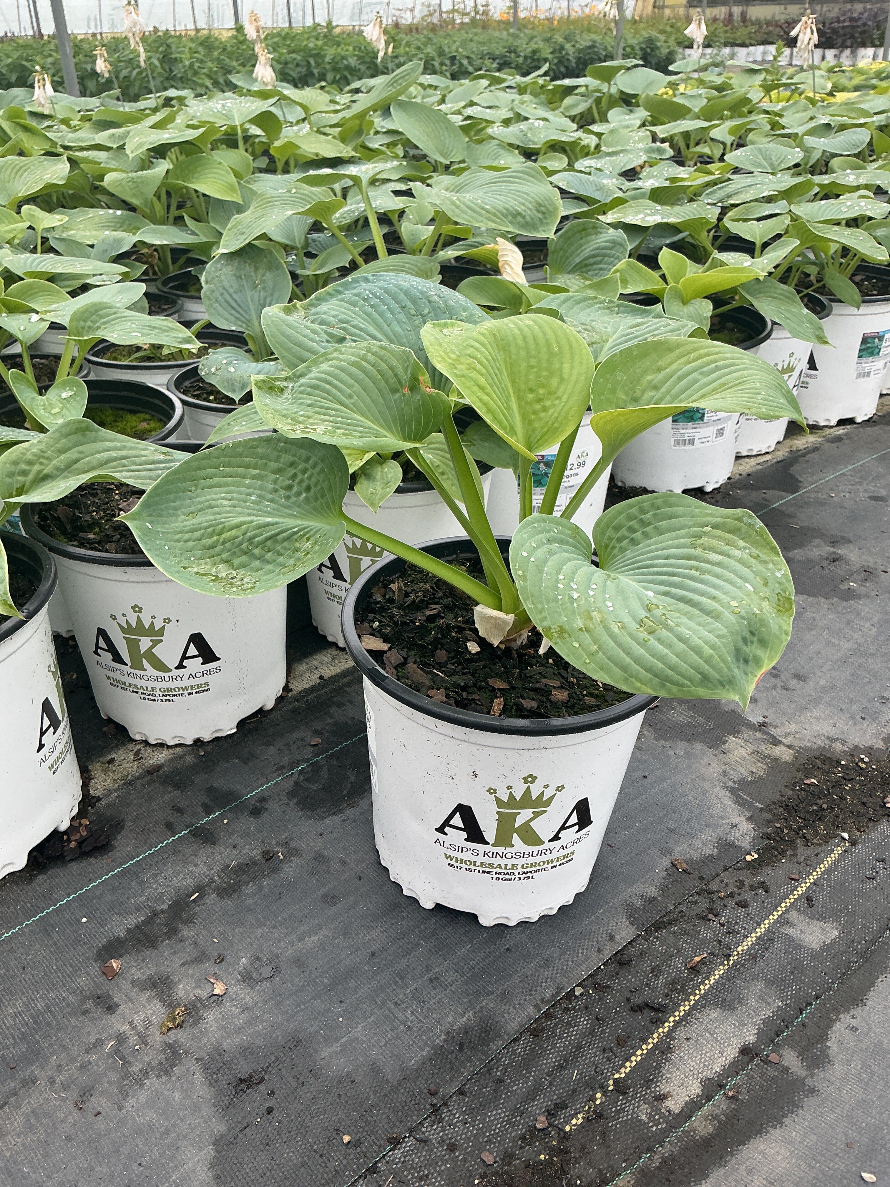 Hosta Plantain Lily Elegans