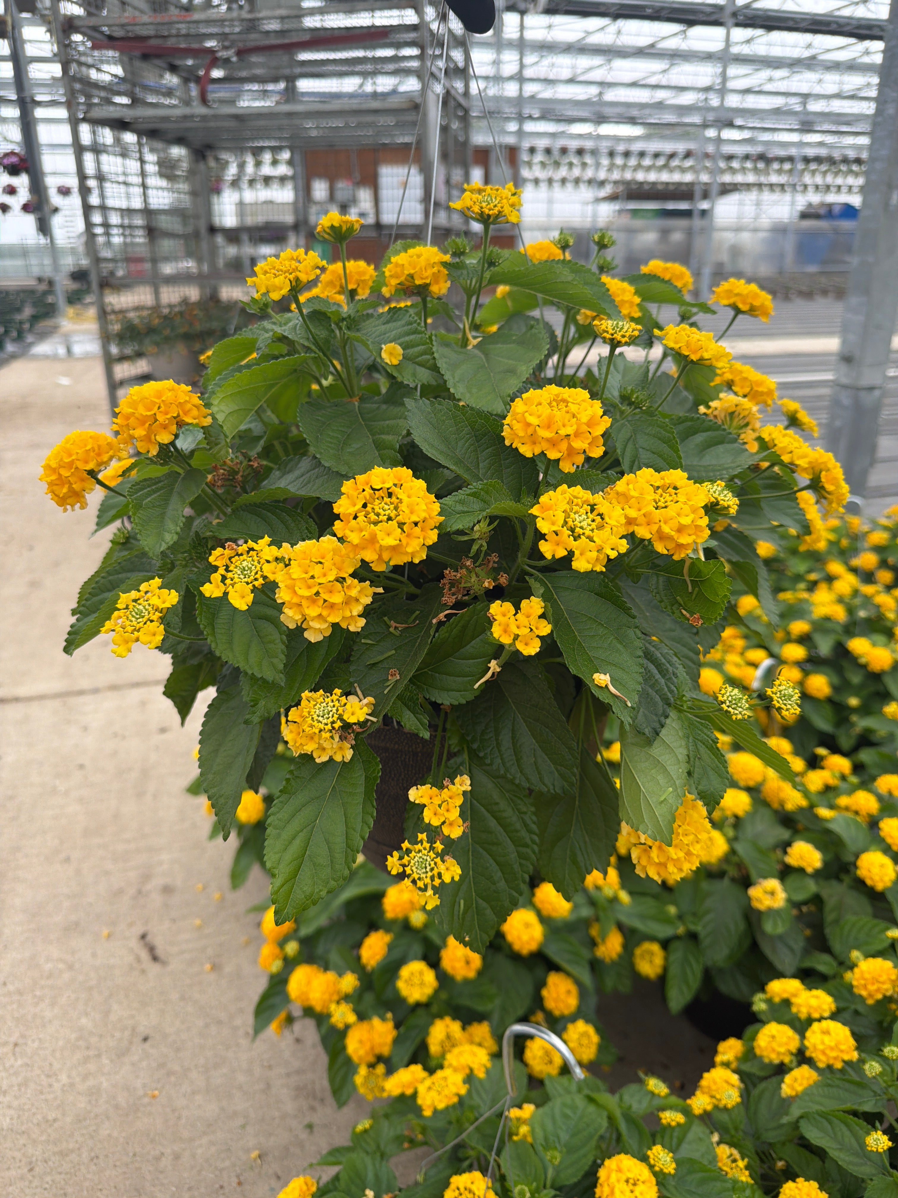 Lantana Bandolista Pineapple - 11" Hanging Basket