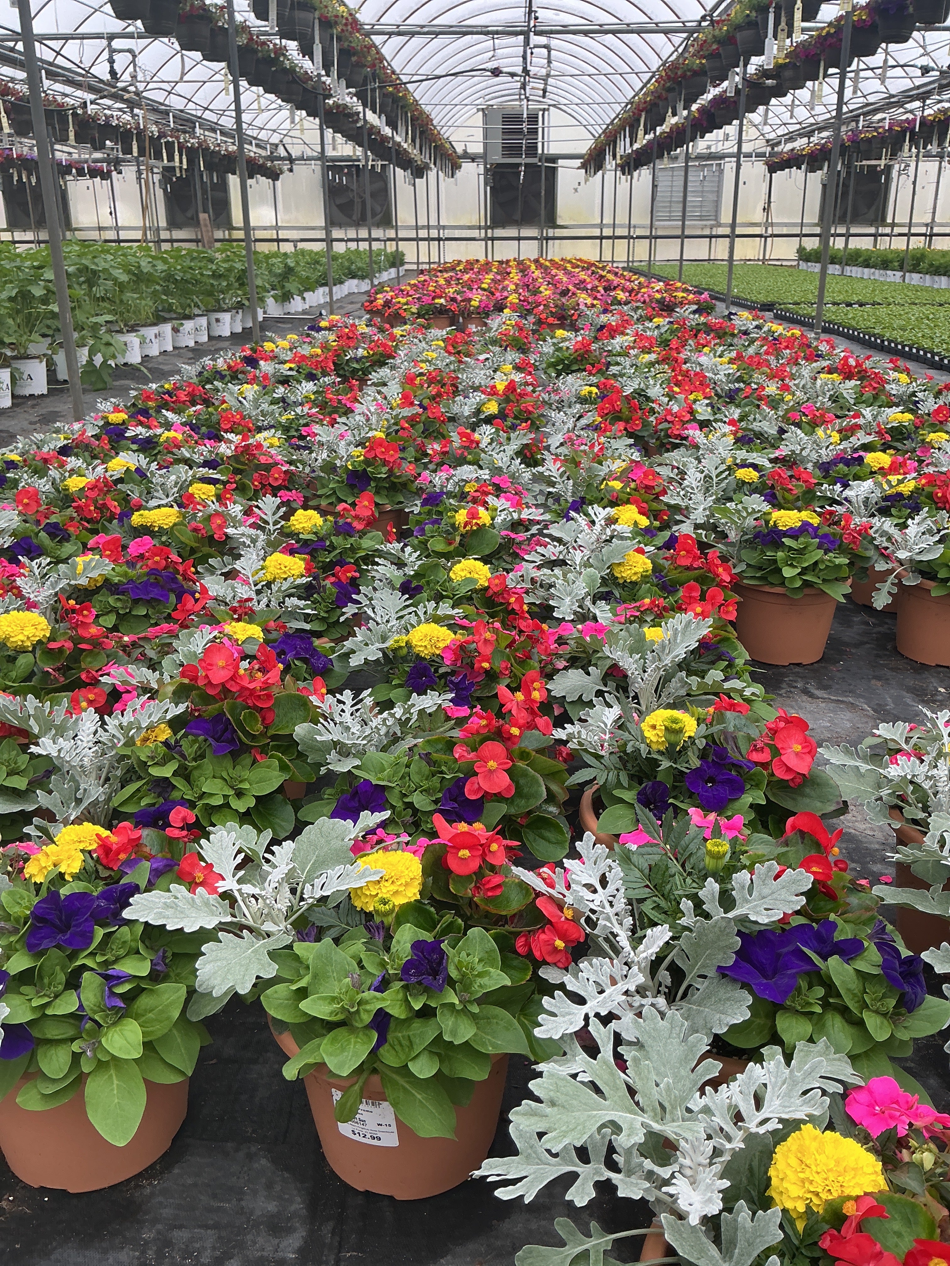 Promo Combination - 8" Planter