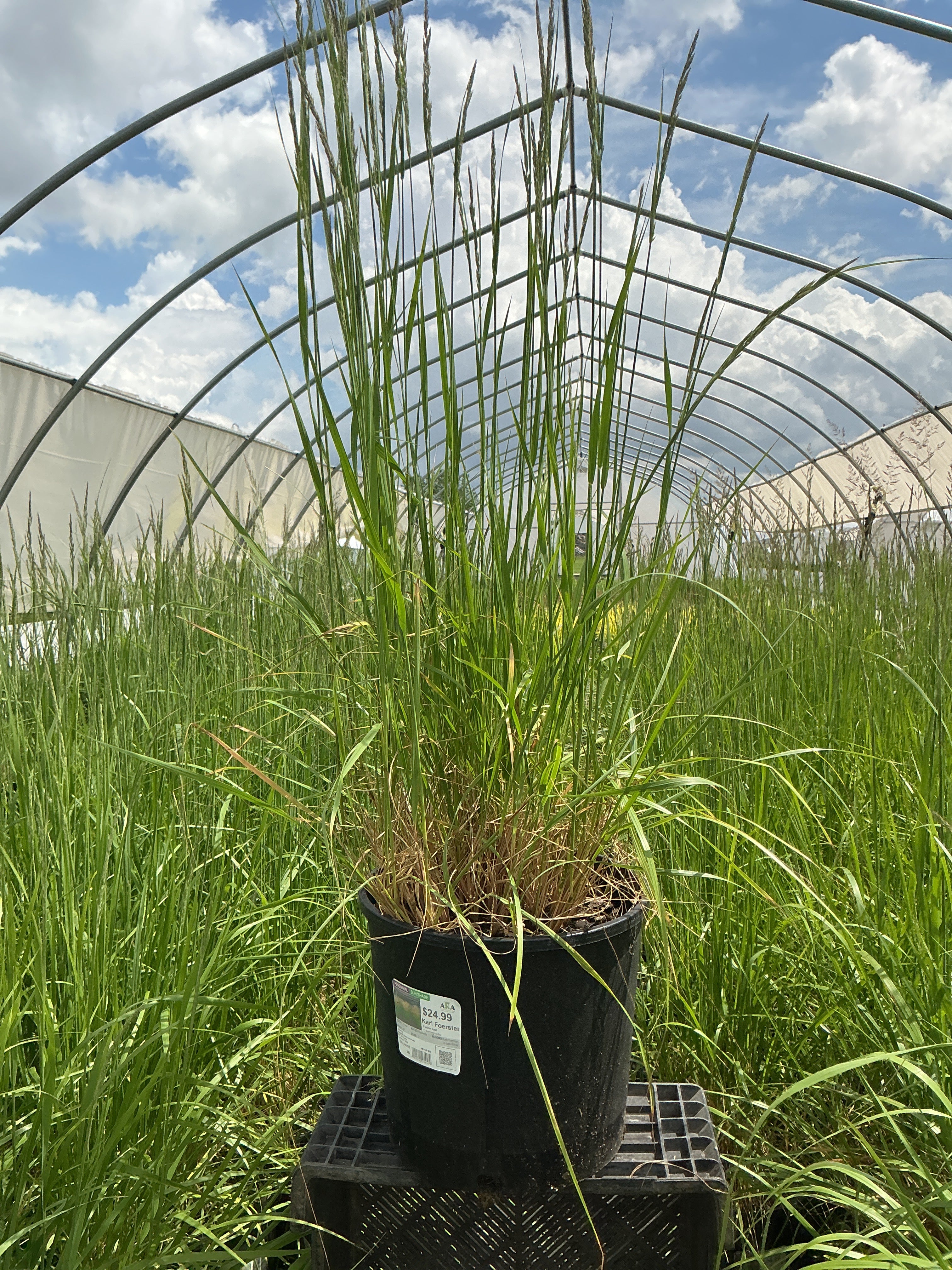 Calamagrostis Feather Reed Karl Foerster