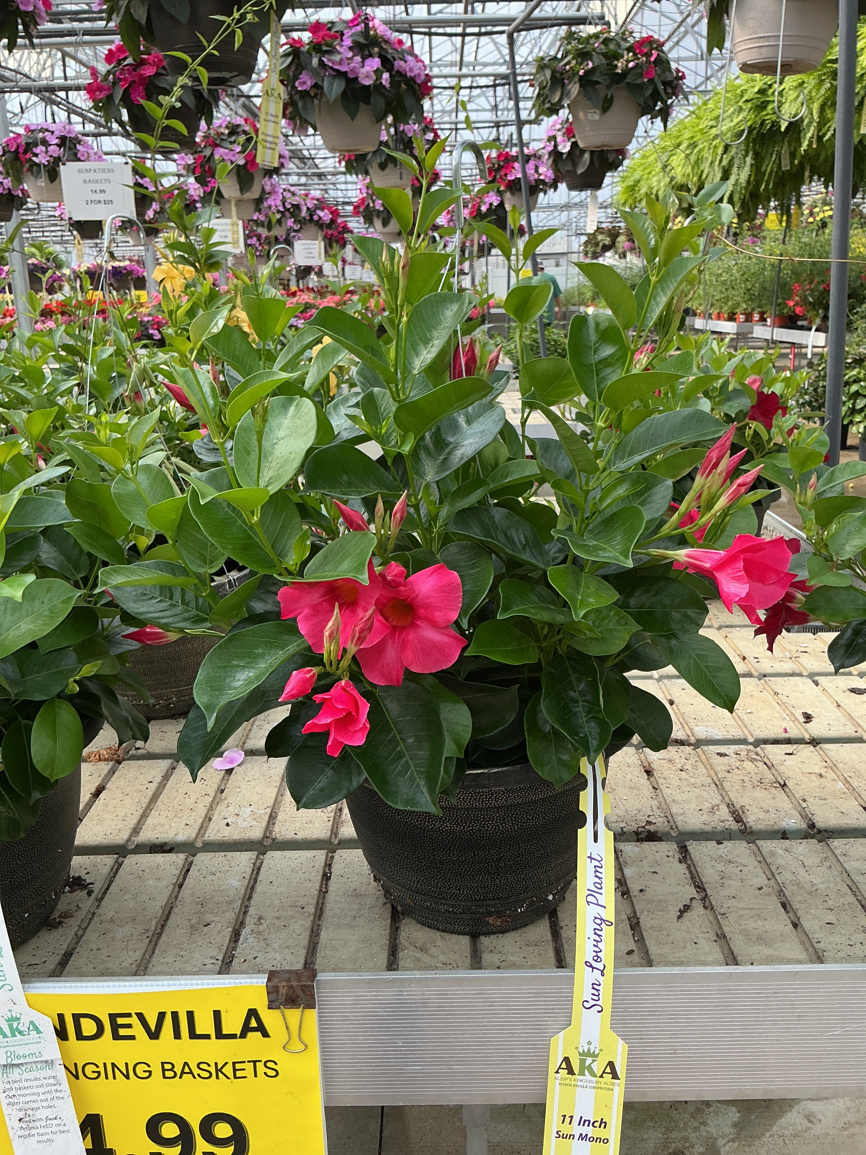 Mandevilla Dipladenia Madinia Coral Pink - 11" Hanging Basket