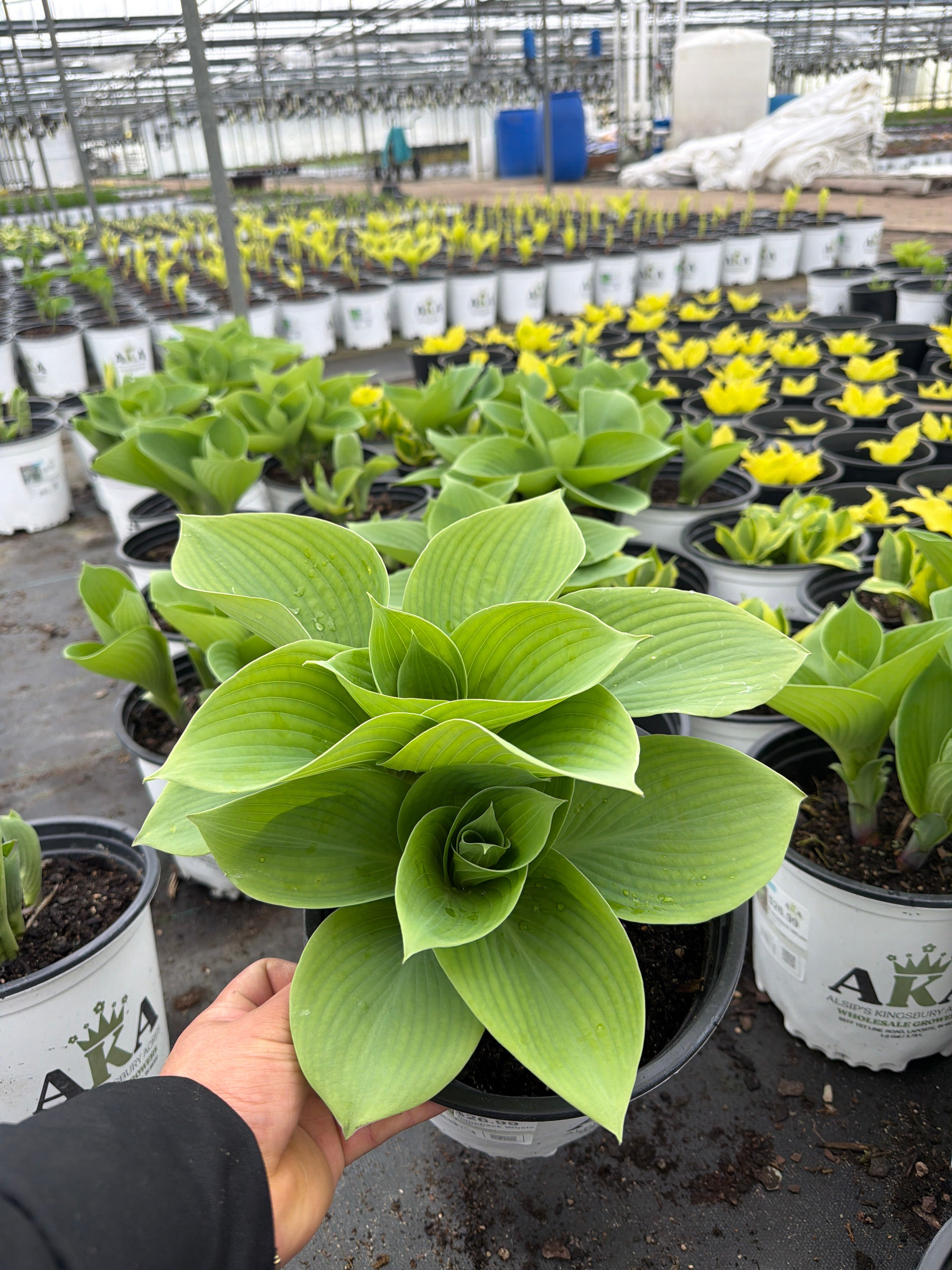 Hosta Plantain Lily Humpback Whale