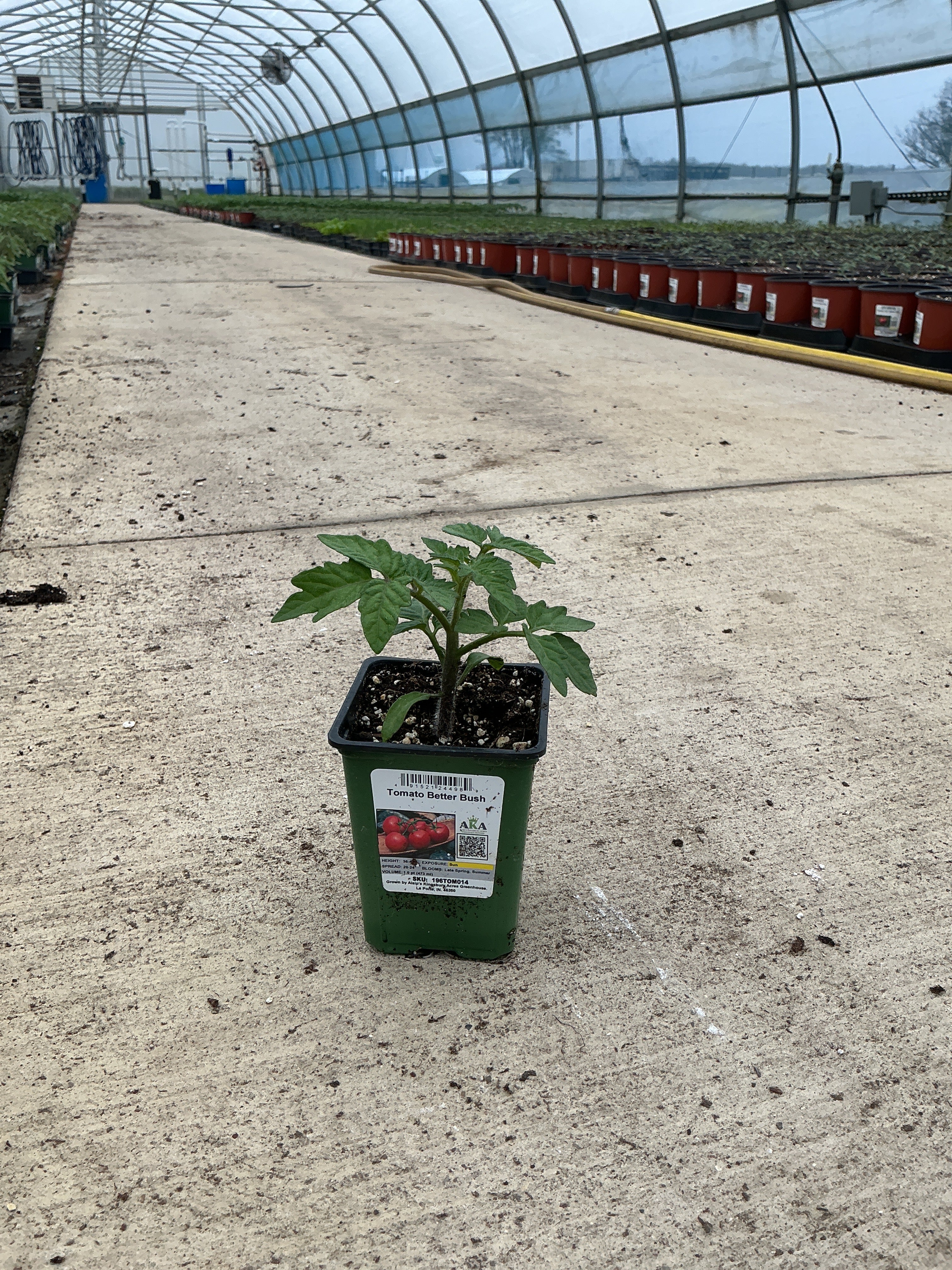 Tomato Better Bush - 4" Potted Vegetable