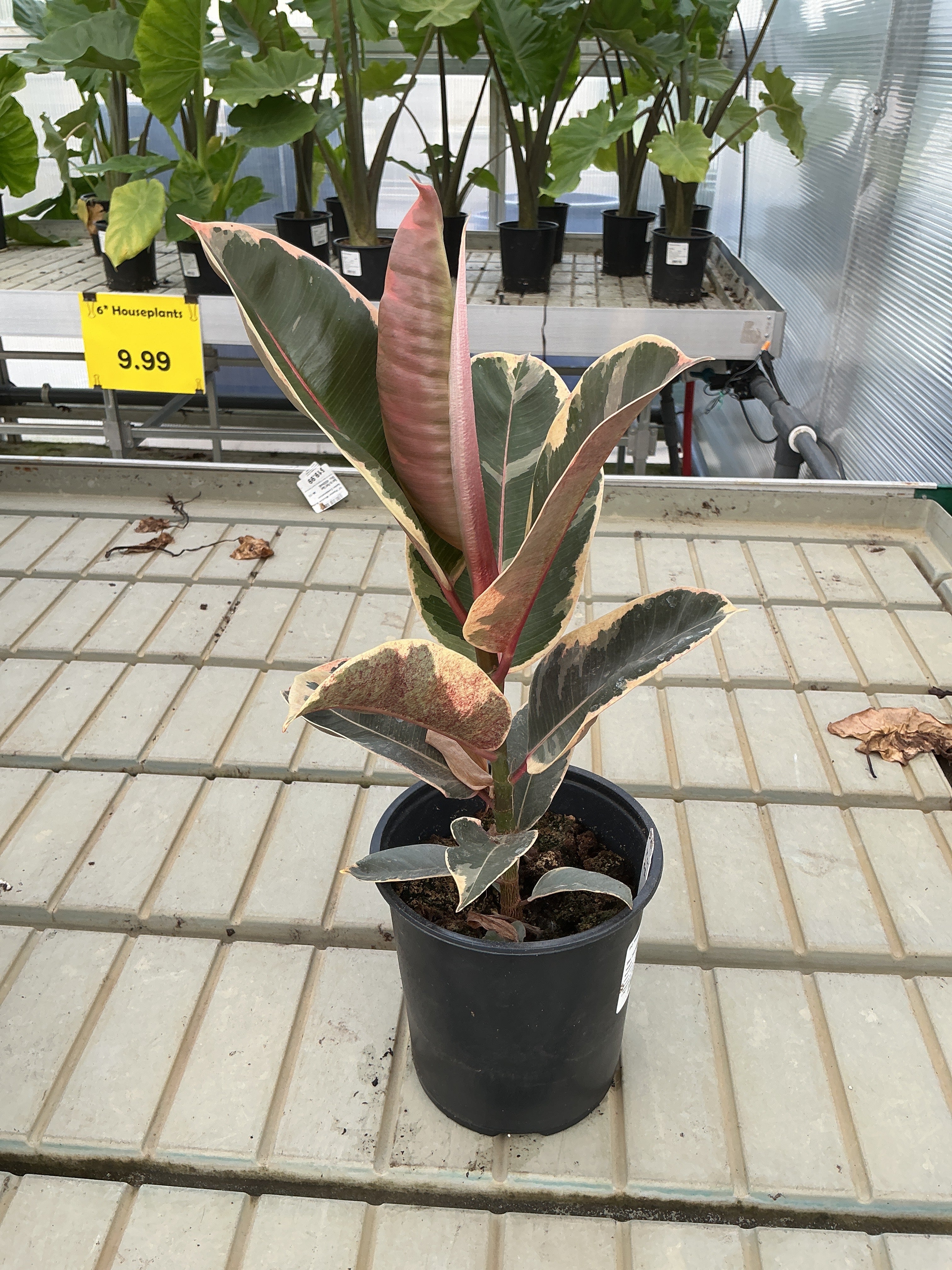 FO Ficus elastica Tineke