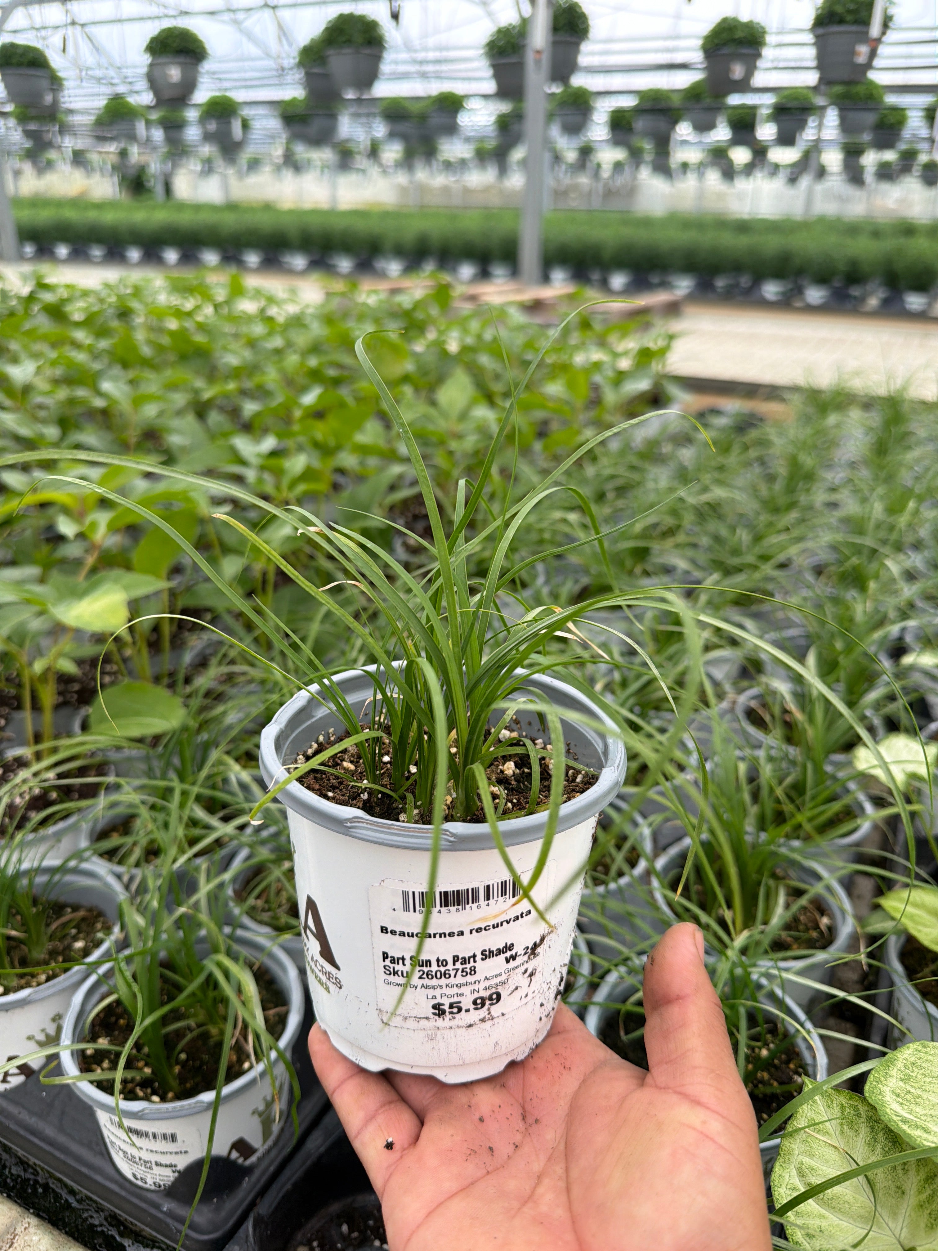 Pony Tail Palm - Beaucarnea recurvata - 4" Pot