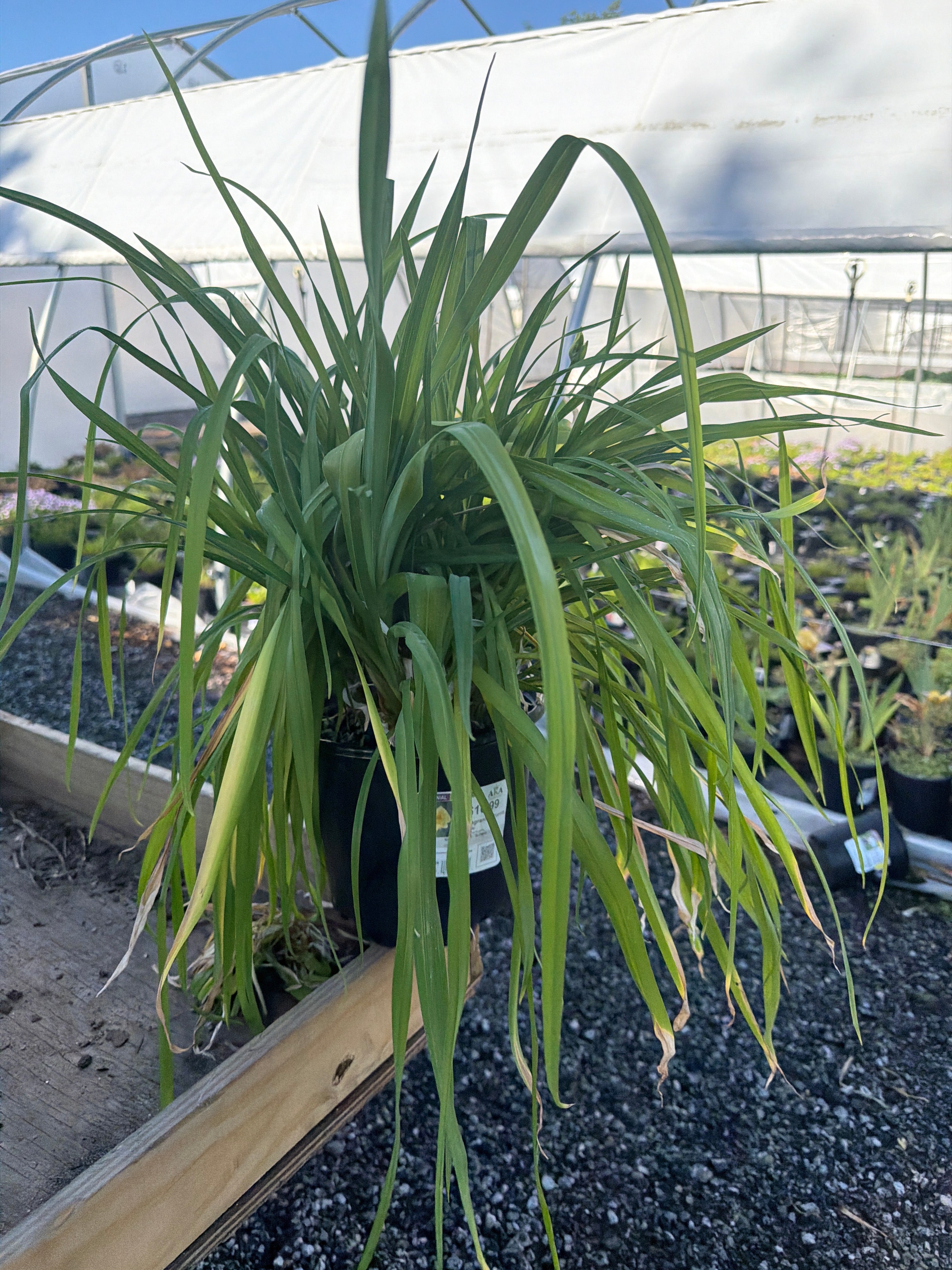 Hemerocallis Daylily Fragrant Returns