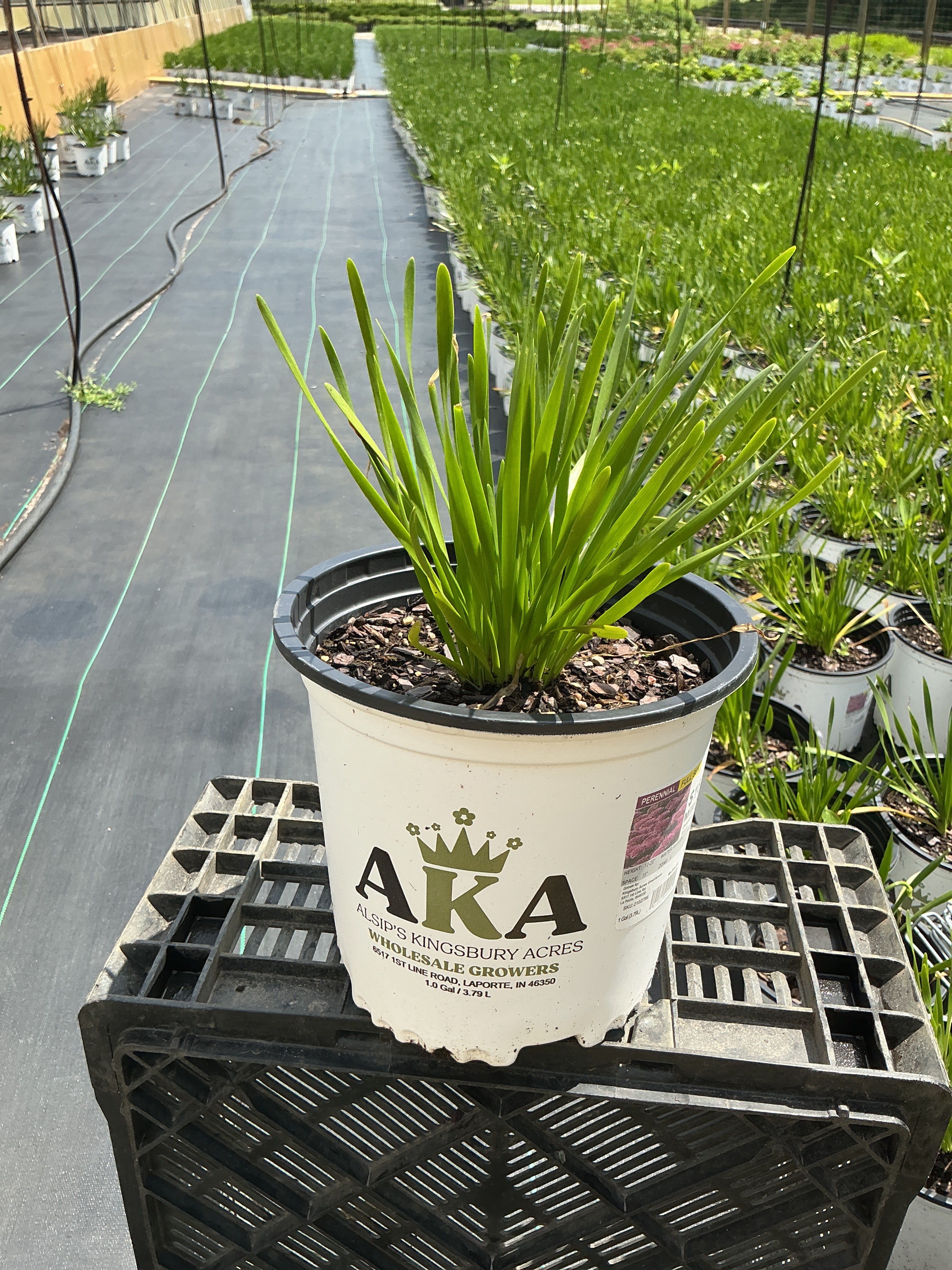 Allium Millenium