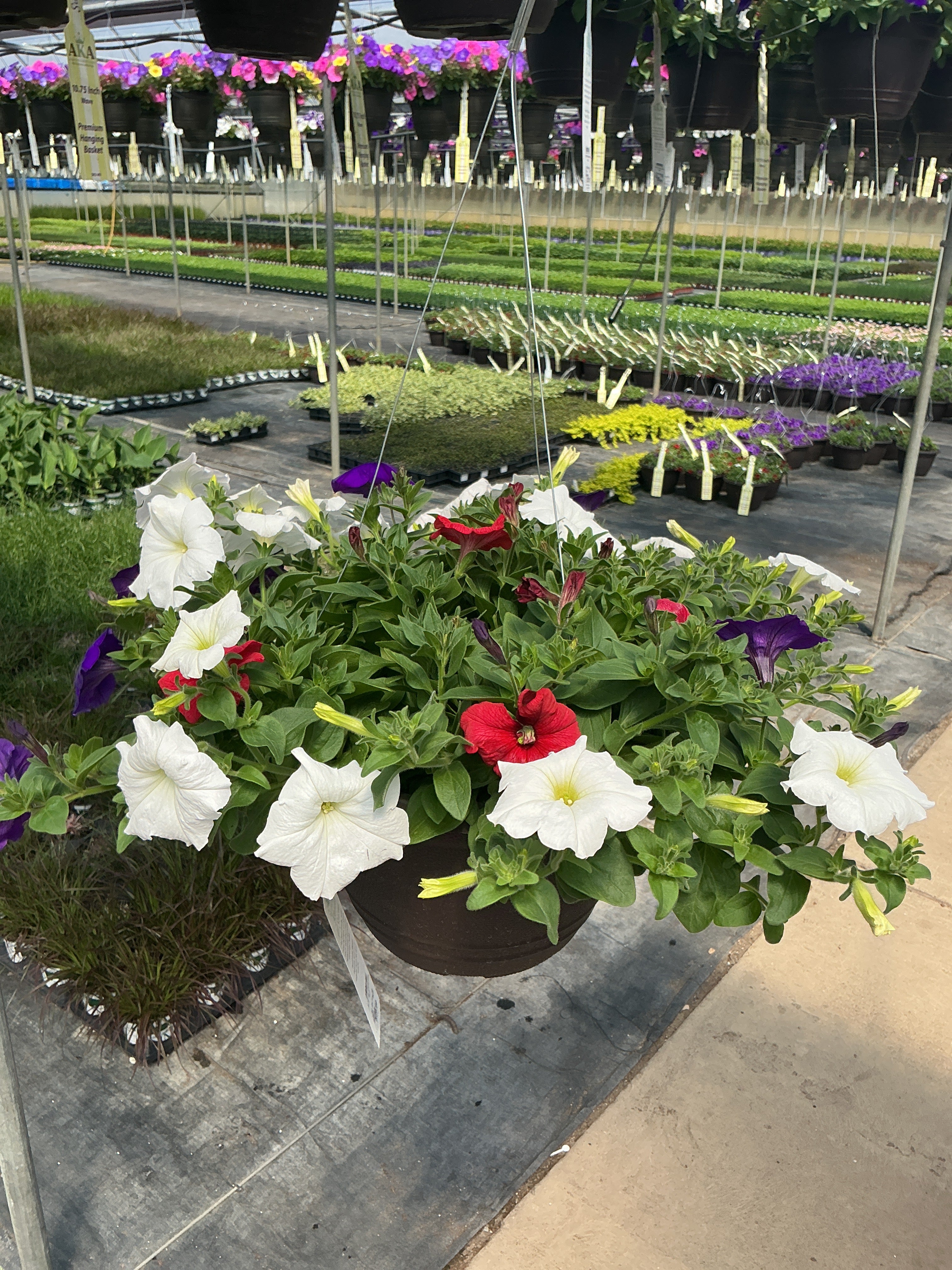 Petunia Easy Wave 702 The Flag Mix - 11" Hanging Basket