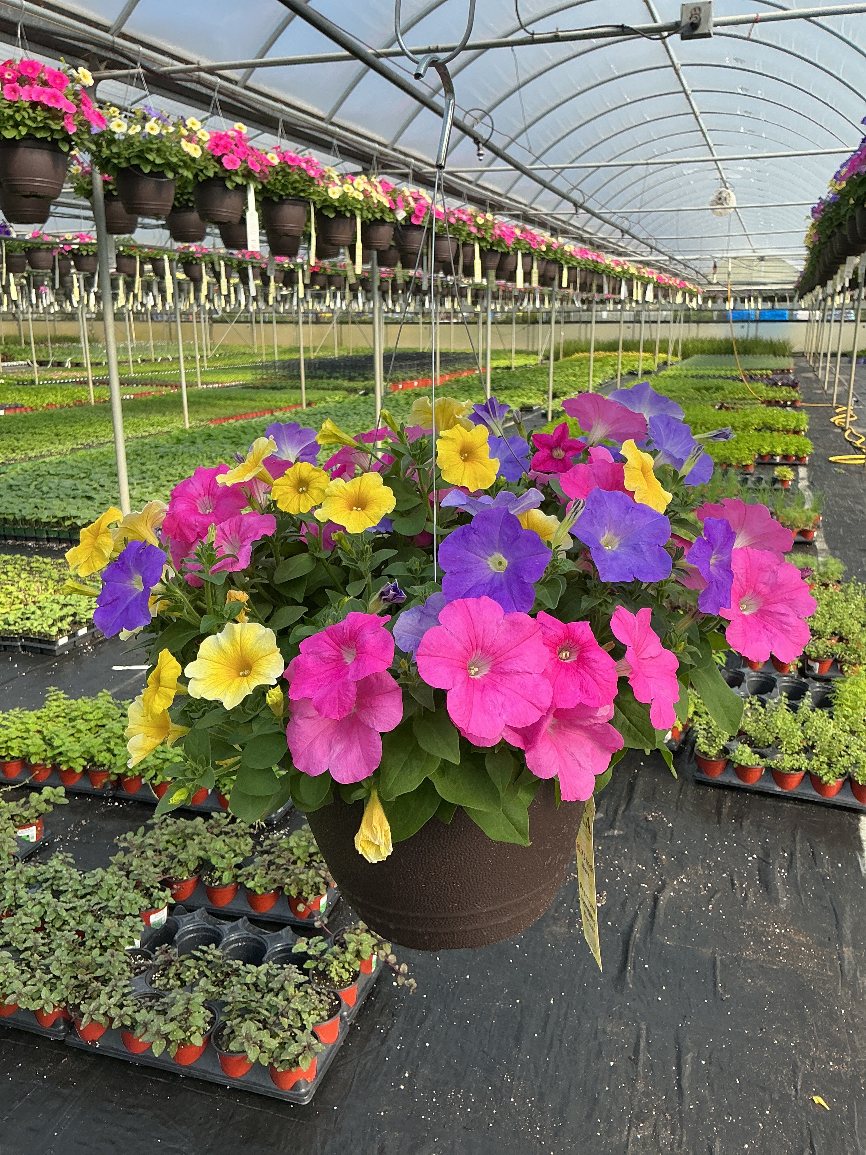 Petunia Easy Wave 704 Caliburst Mix - 11" Hanging Basket