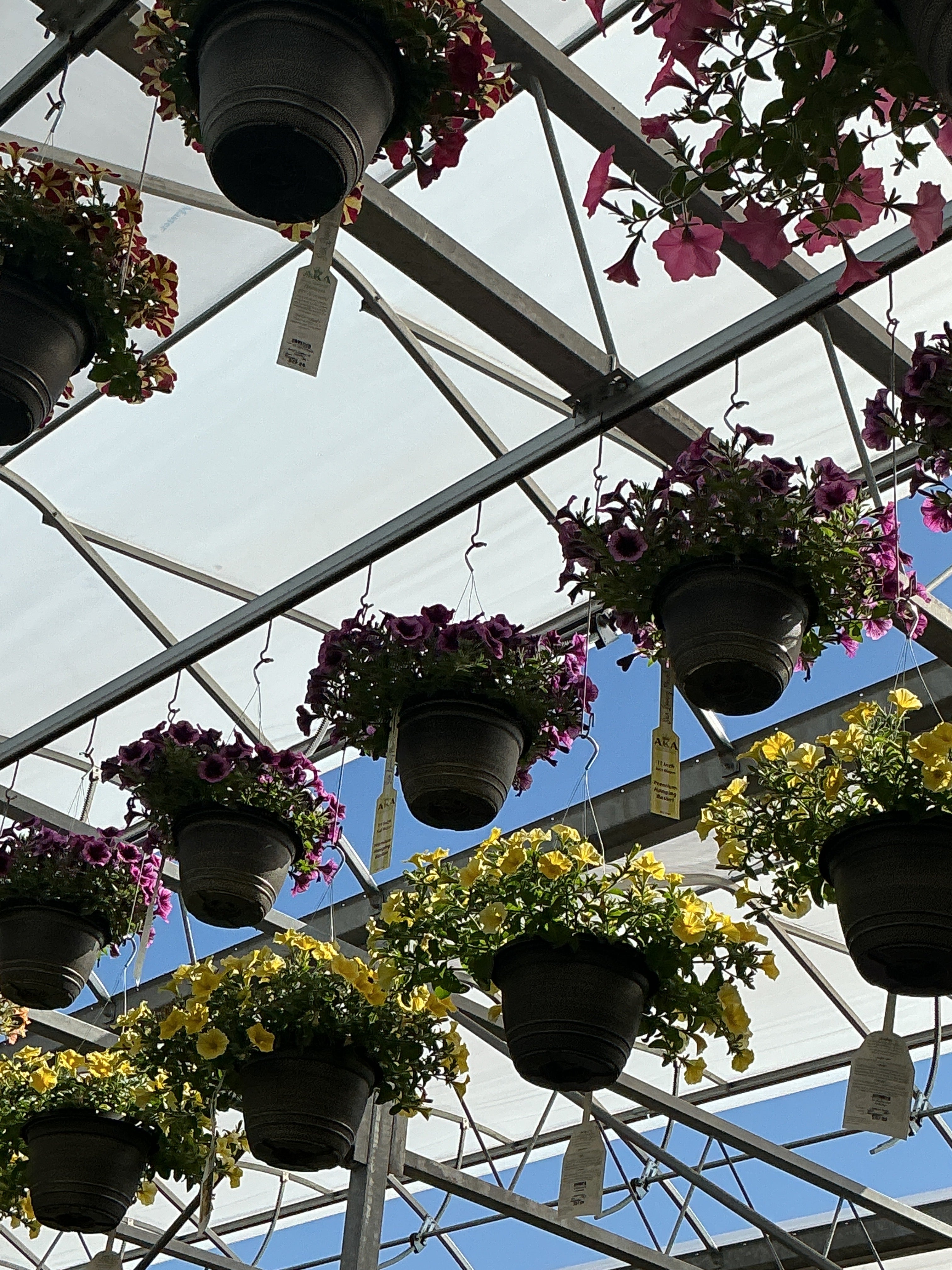 Petunia Cascadias Purple Ice - 11" Hanging Basket