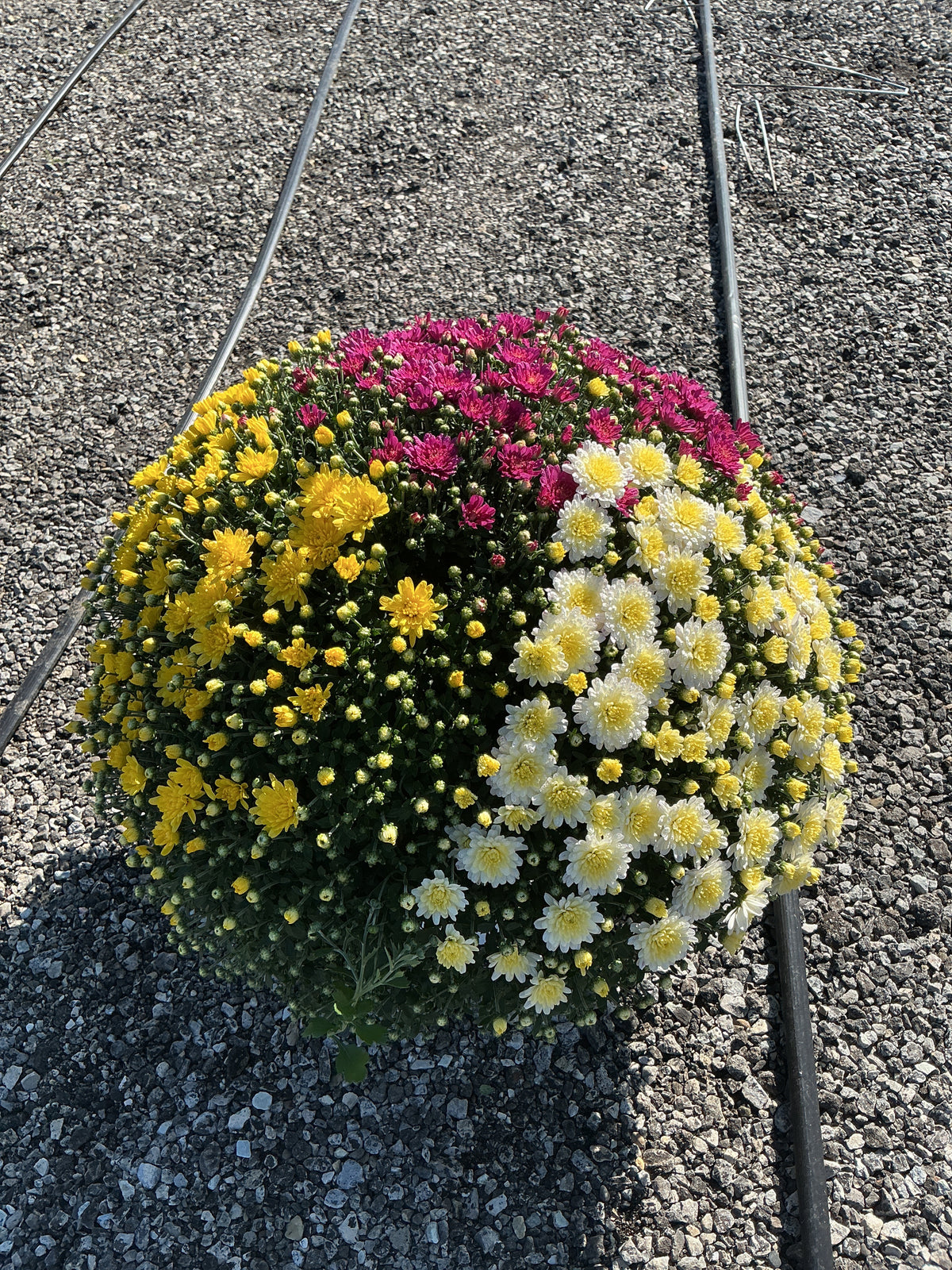 Jacqueline Tricolor (Mix 2) - 10" Potted Garden Mum