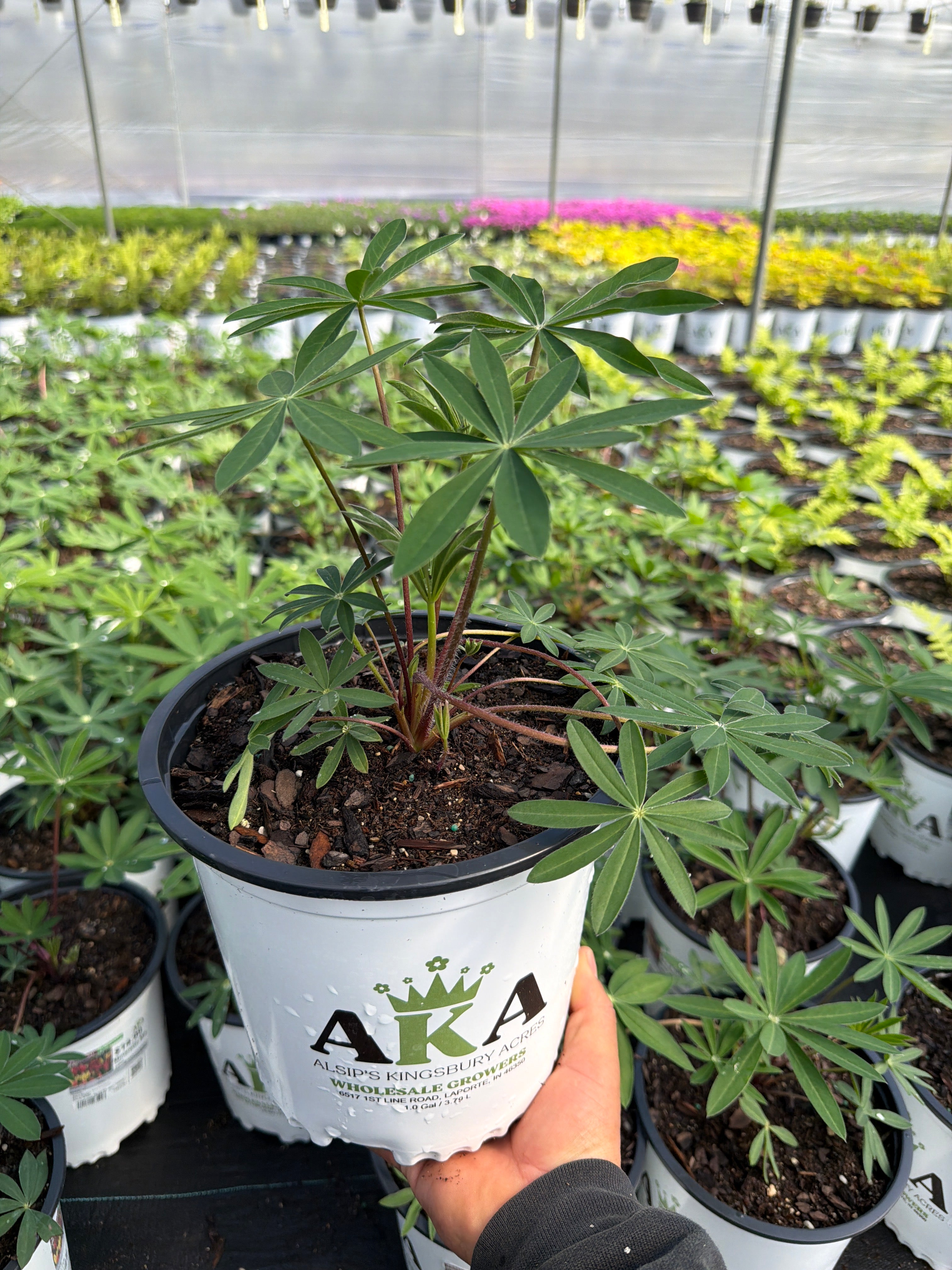 Lupinus Lupine Minarette Mix