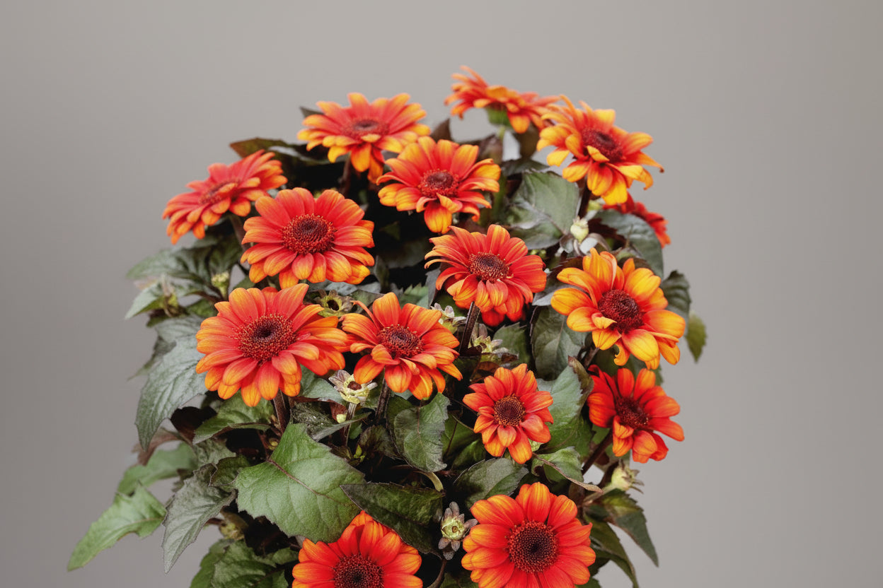 Heliopsis False Sunflower Luna Roja