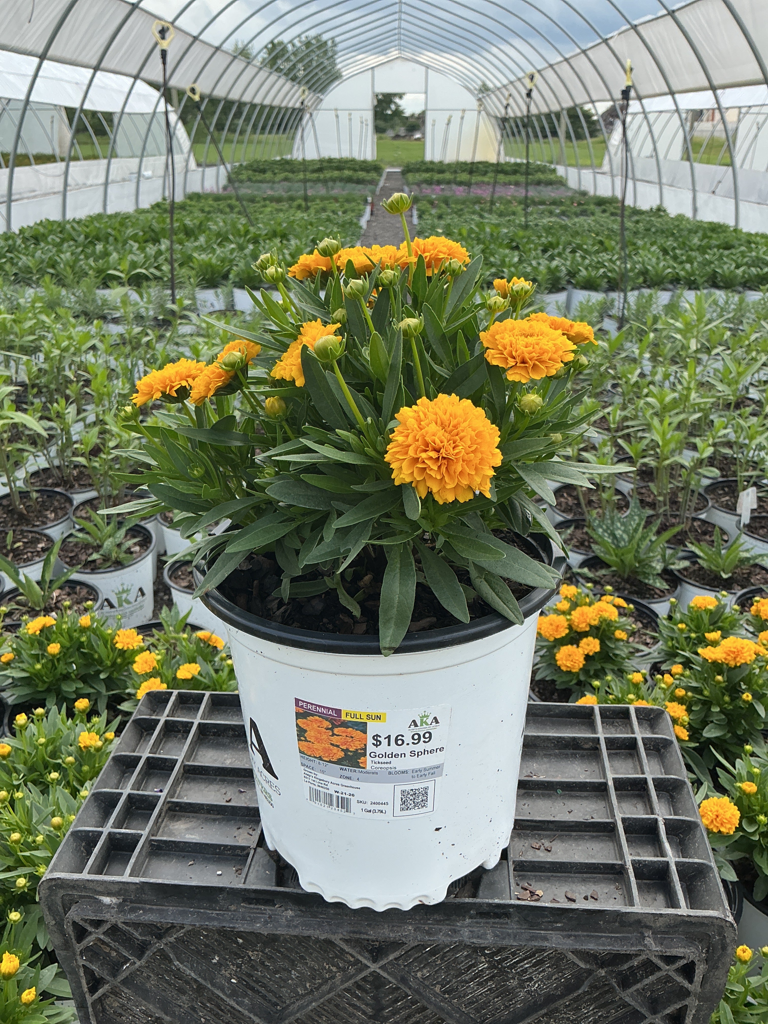 Coreopsis Tickseed Solanna Golden Sphere