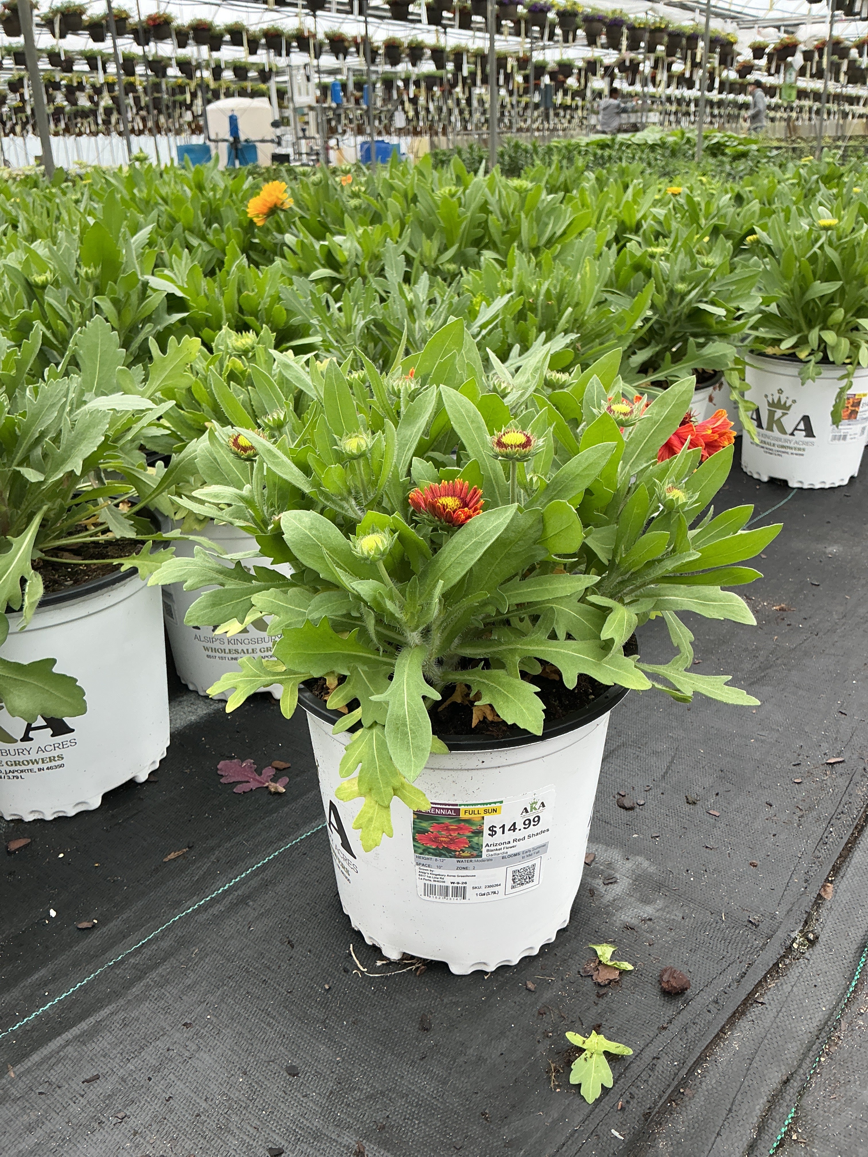 Gaillardia Blanket Flower Arizona Red Shades