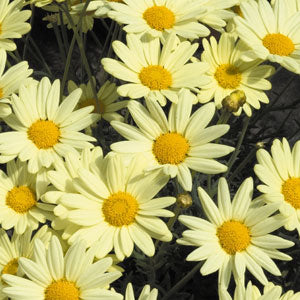 Argyranthemum Comet Yellow - 4.33" Premium Annual