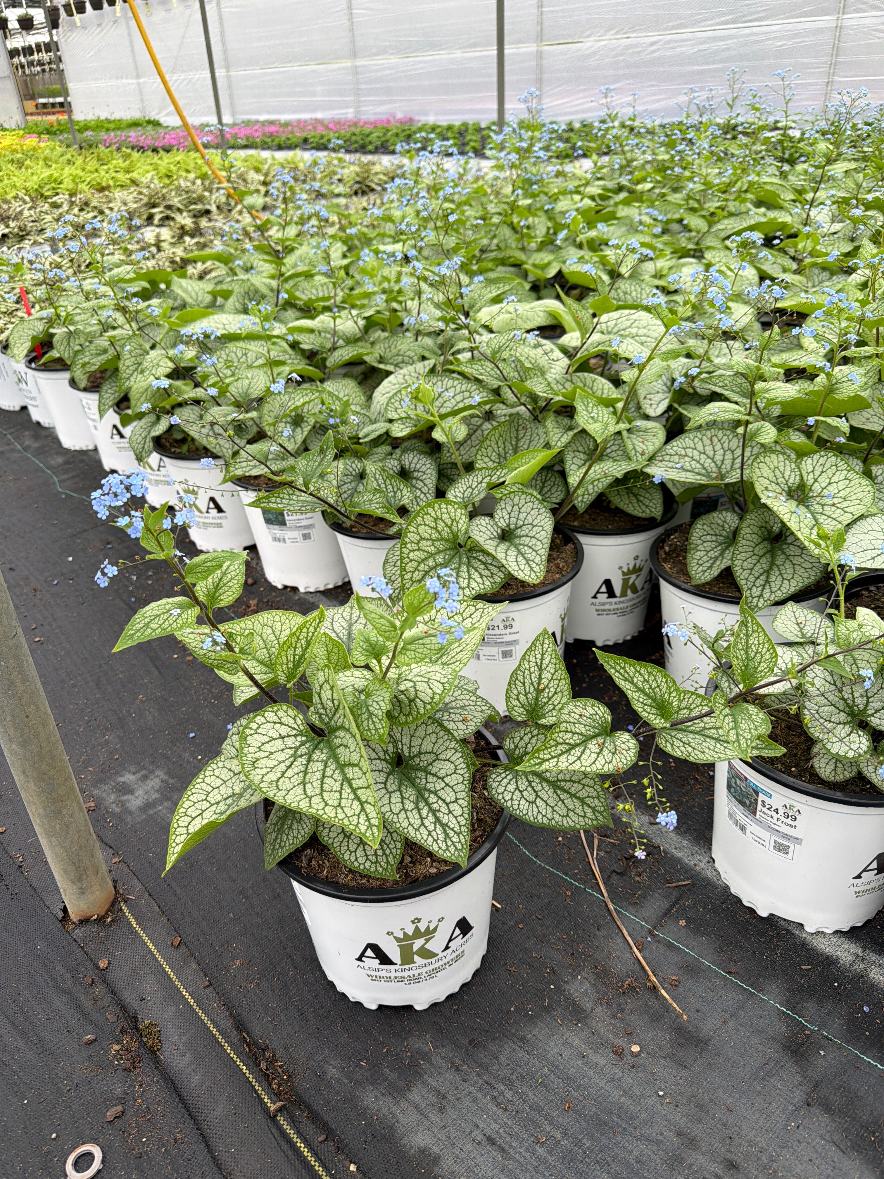 Brunnera Siberian Bugloss Alexanders Great