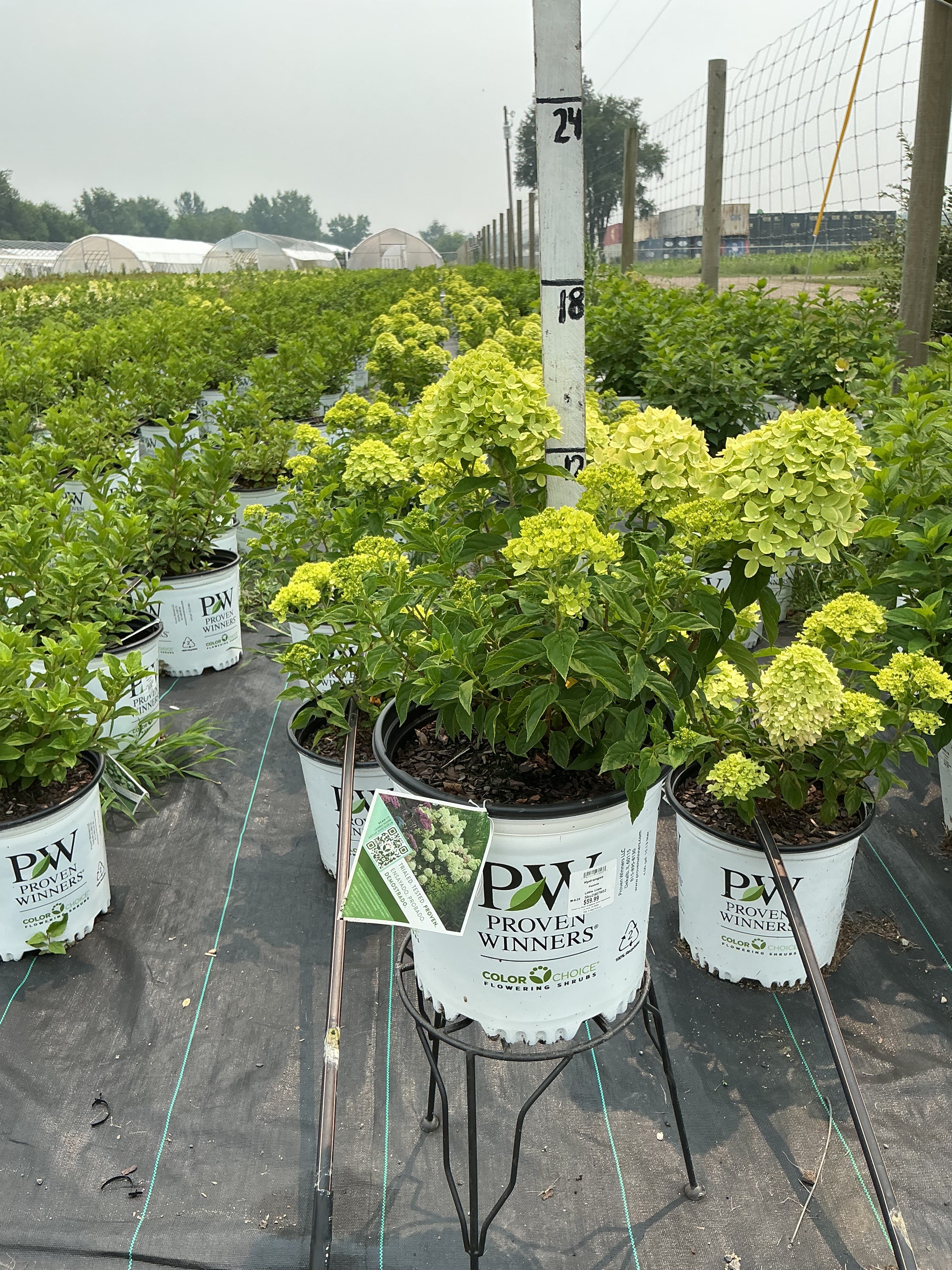 Hydrangea Little Lime