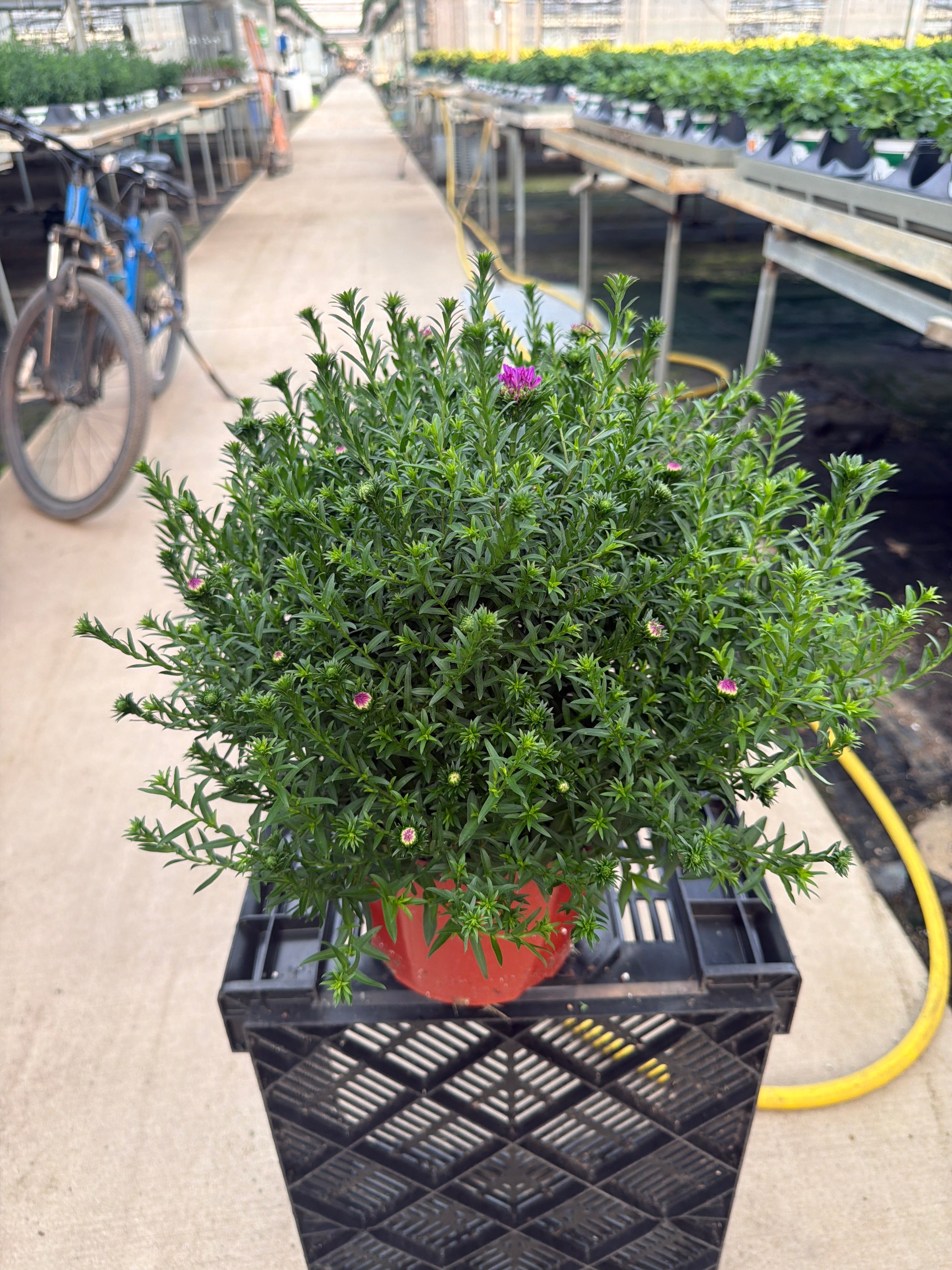 Henry I Pink Aster - 8" Fall Asters