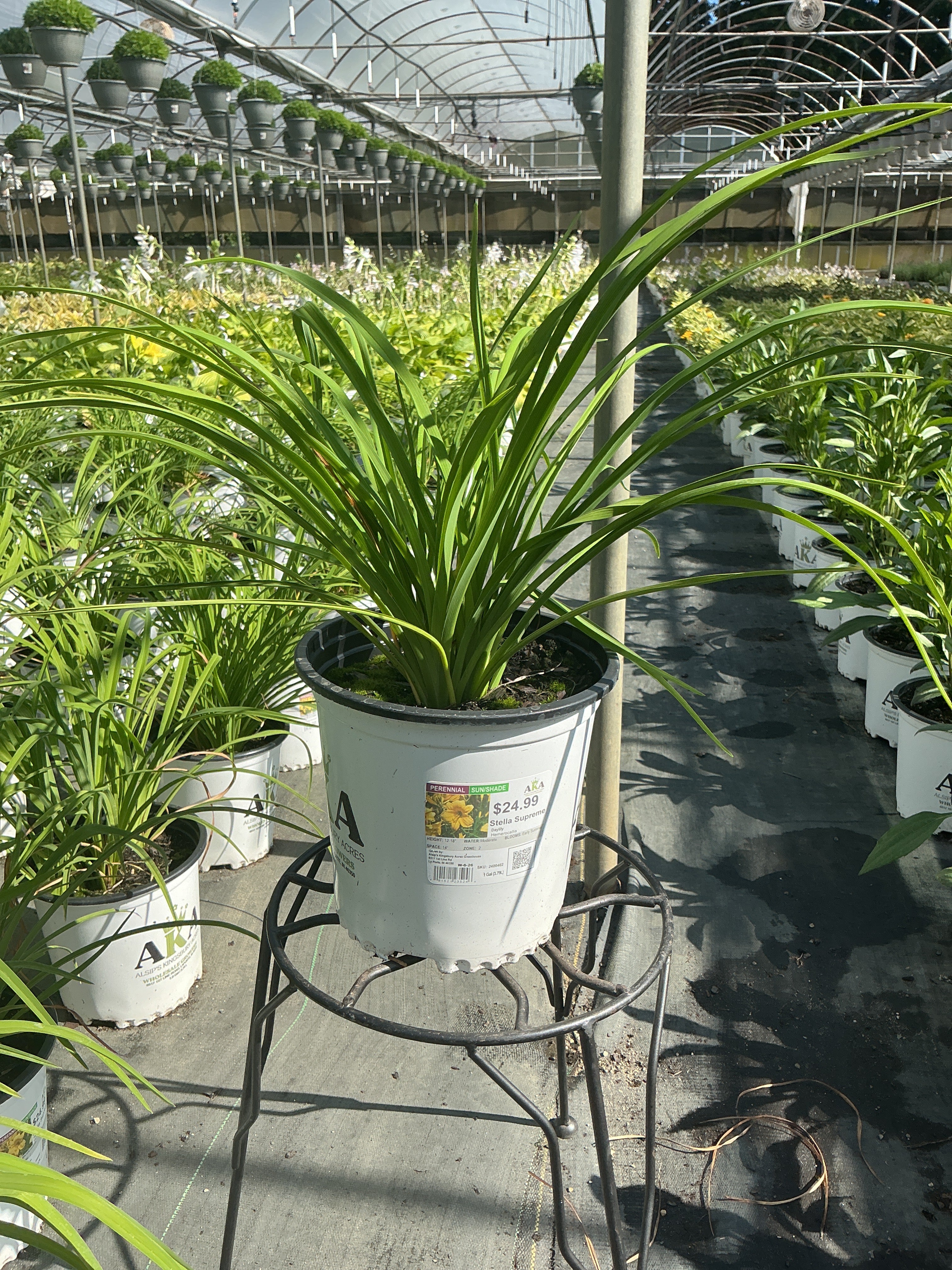 Hemerocallis Daylily Stella Supreme