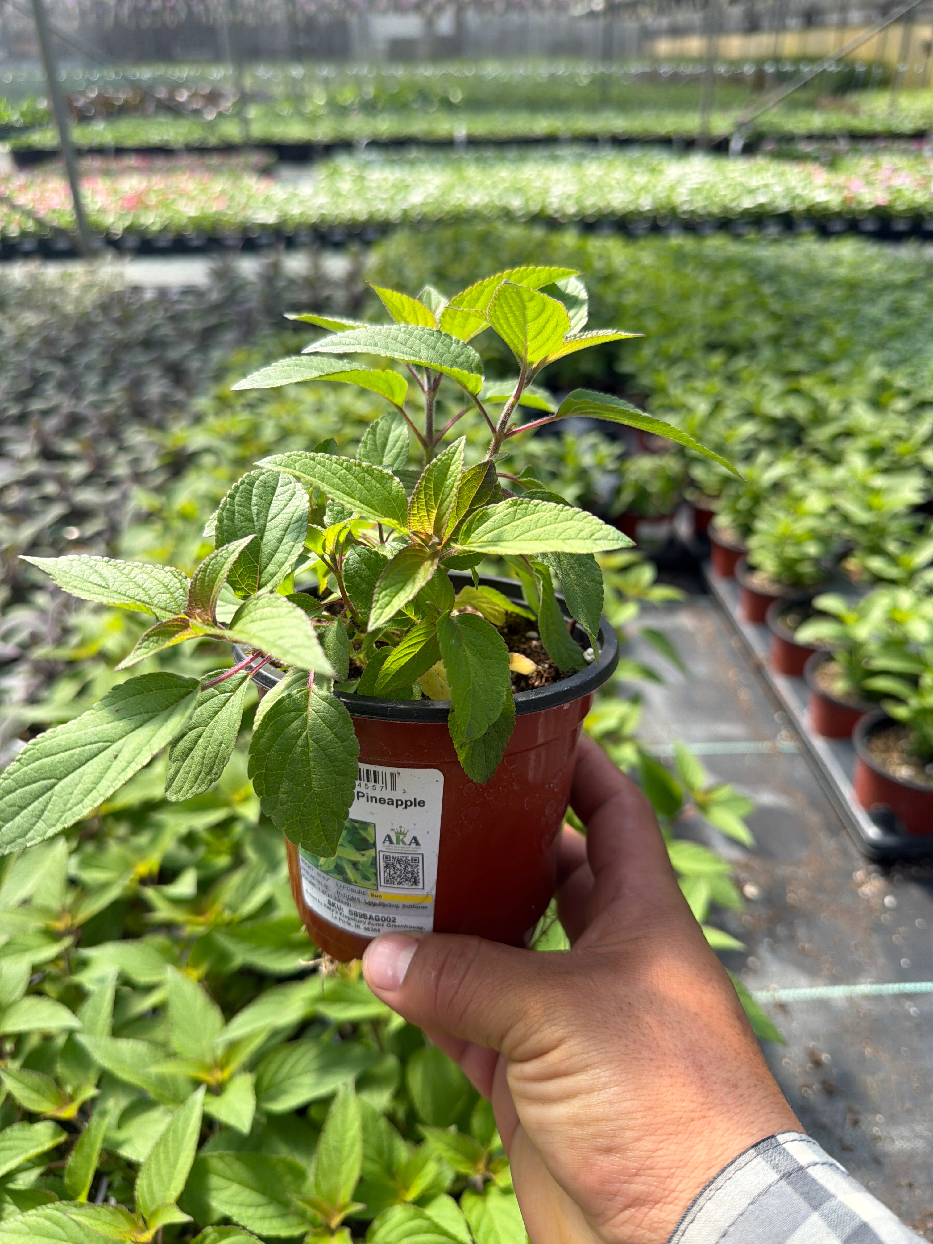 Salvia-Sage Pineapple - 4.33" Potted Herb