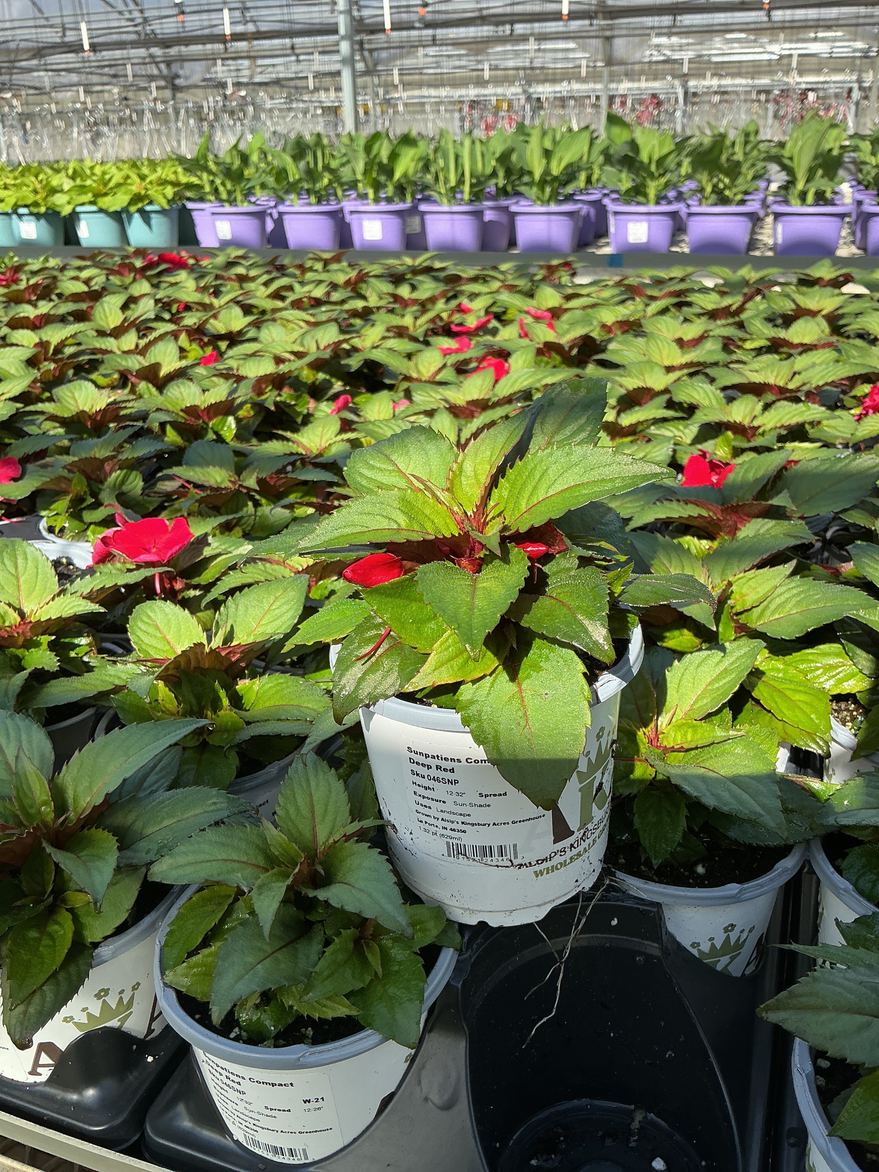 SunPatiens Deep Red - 4.33" Premium Annual