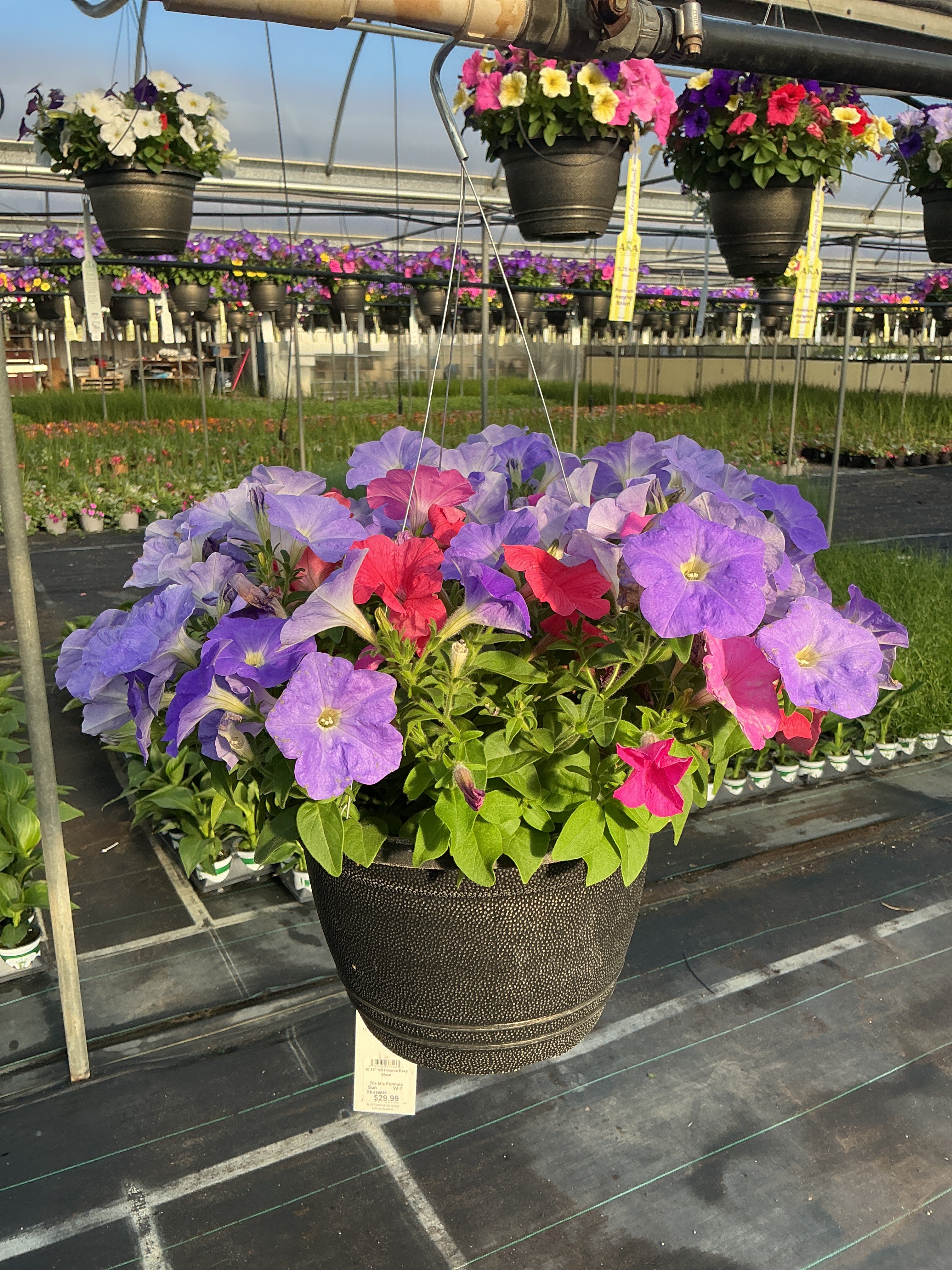 Petunia Easy Wave Mix Formula - 11" Hanging Basket
