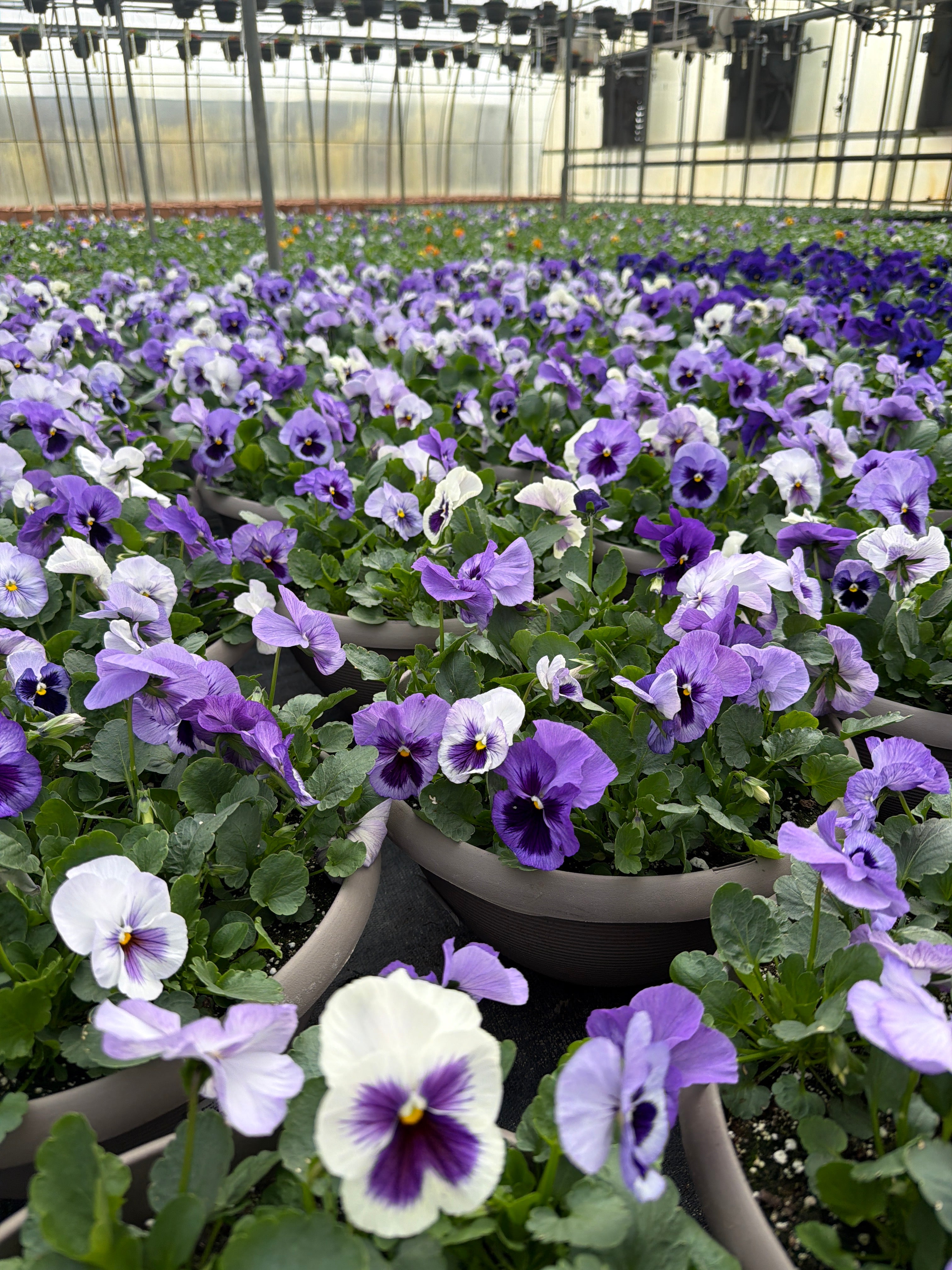 Pansy Lavender Blue Shades - 12" Bowl Planter