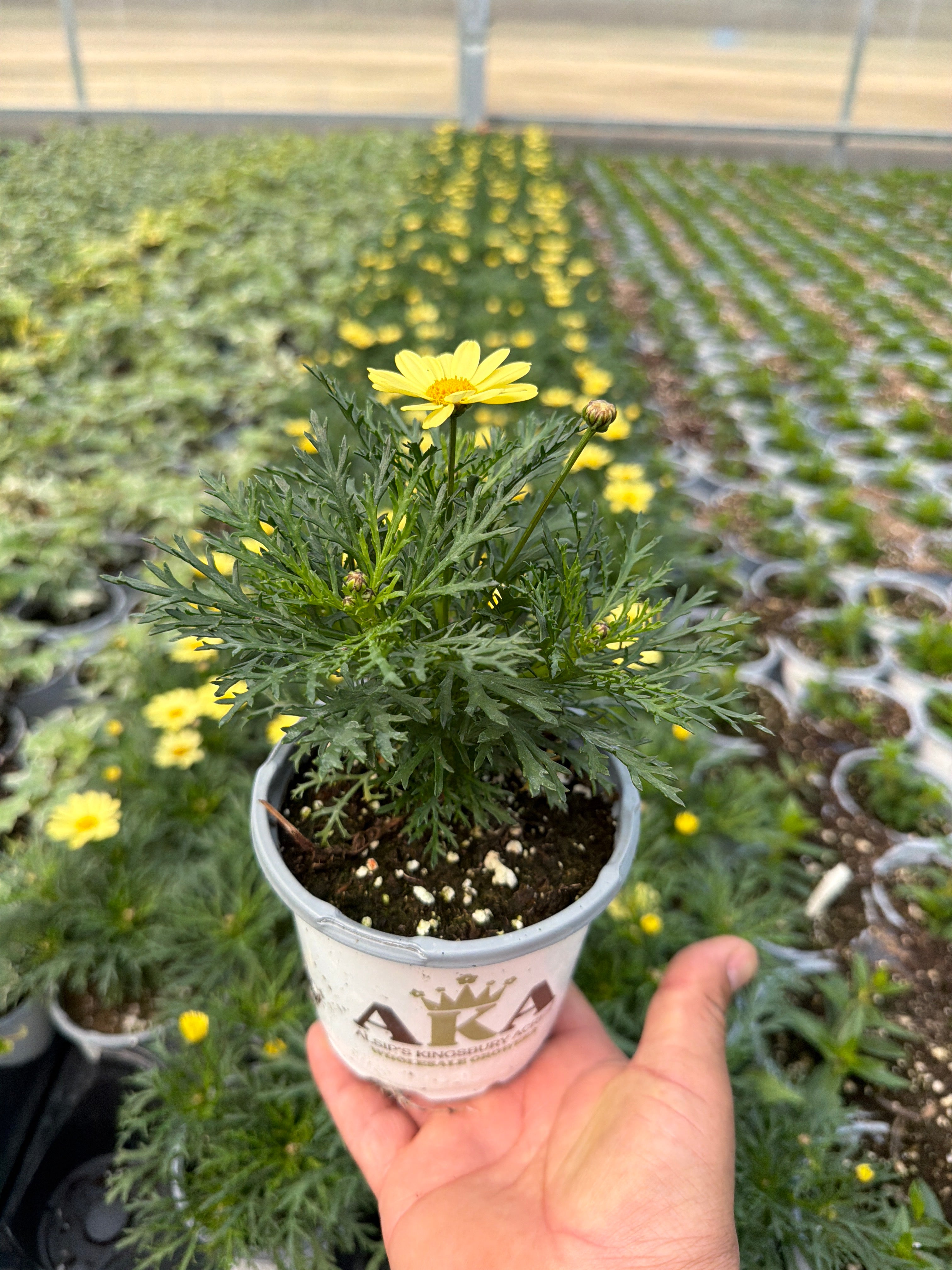 Argyranthemum Comet Yellow - 4.33" Premium Annual