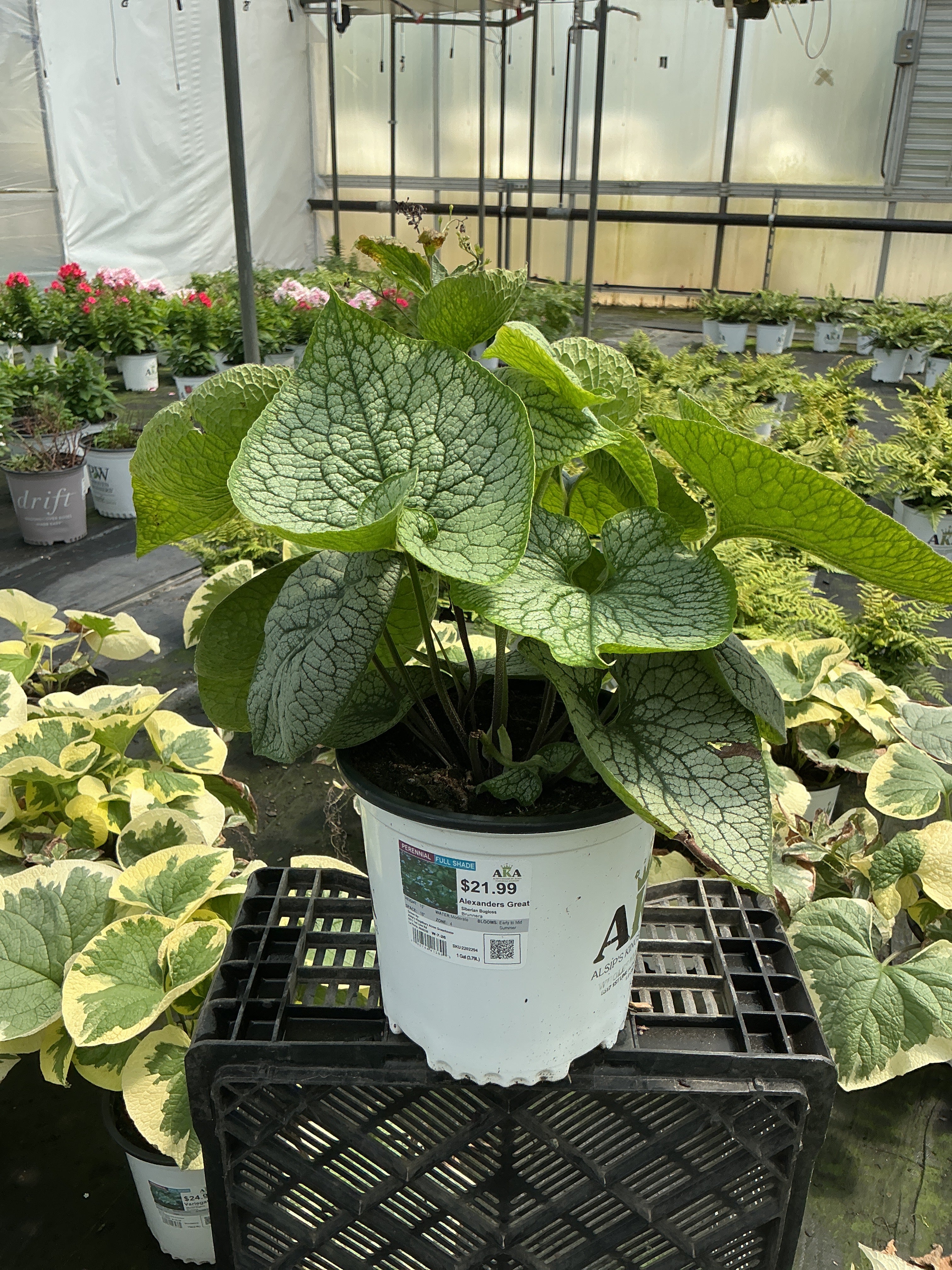 Brunnera Siberian Bugloss Alexanders Great