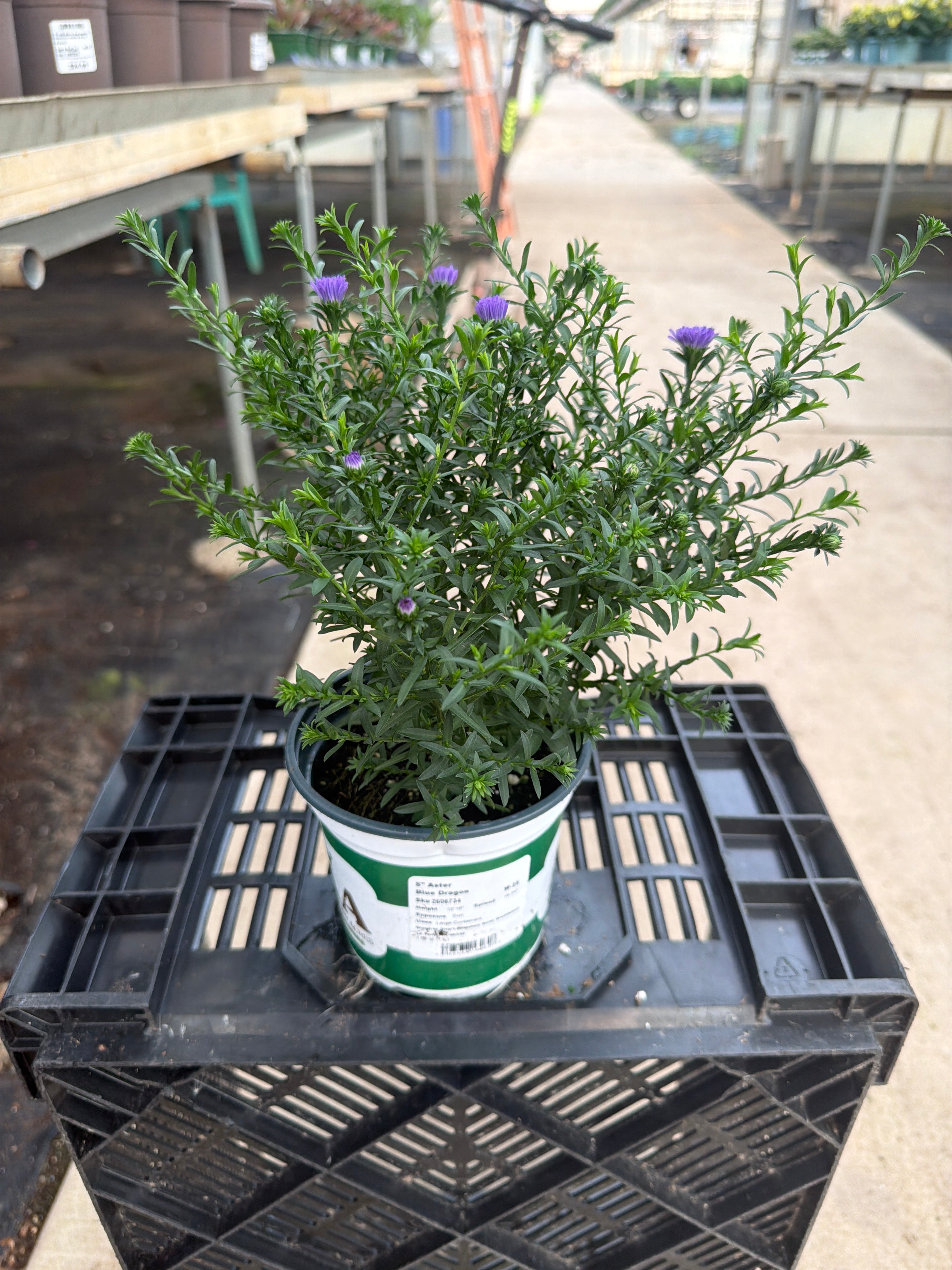 Blue Dragon Aster - 5" Fall Asters