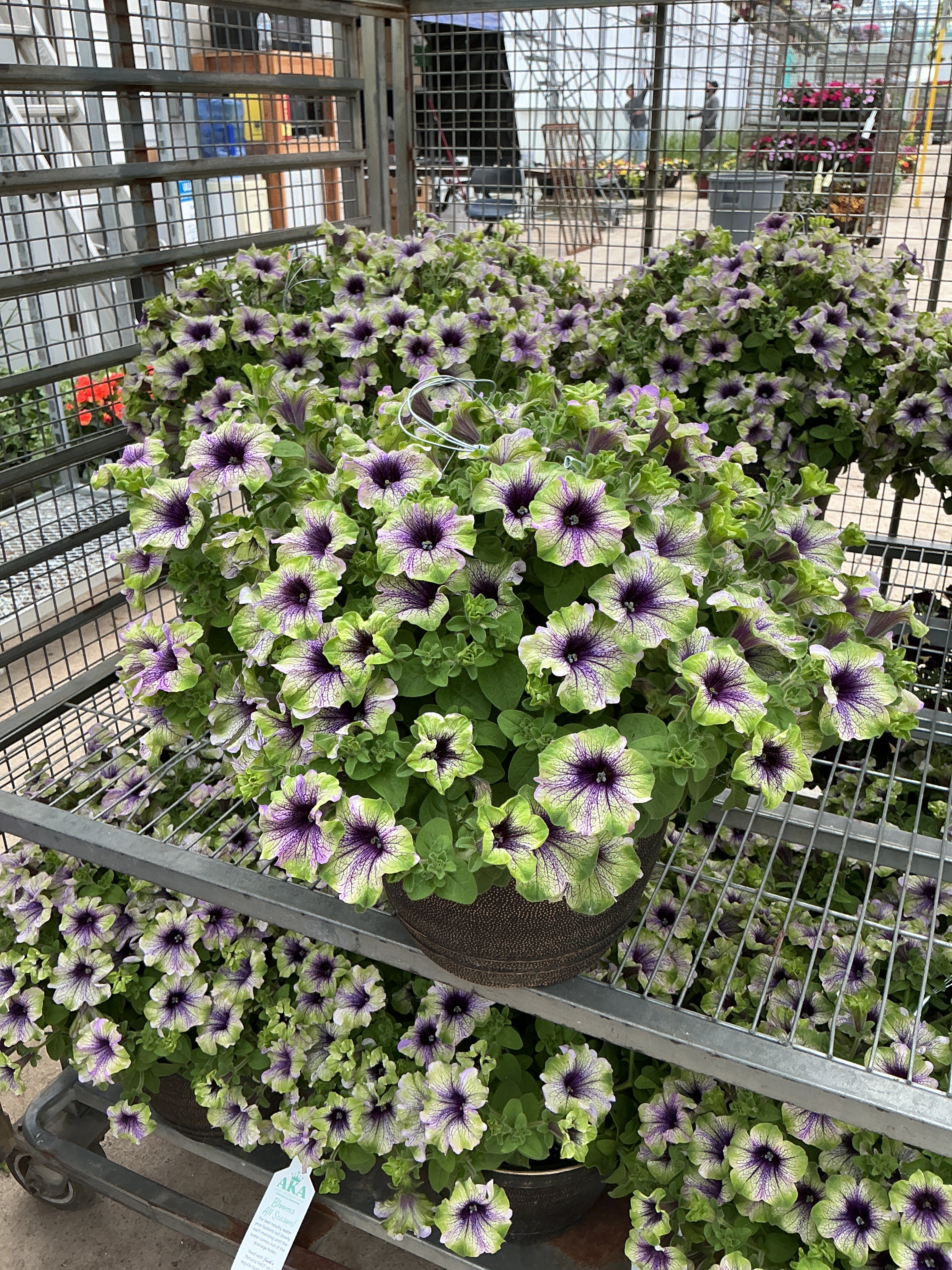 Petunia Amazonas Plum Cockatoo - 11" Hanging Basket