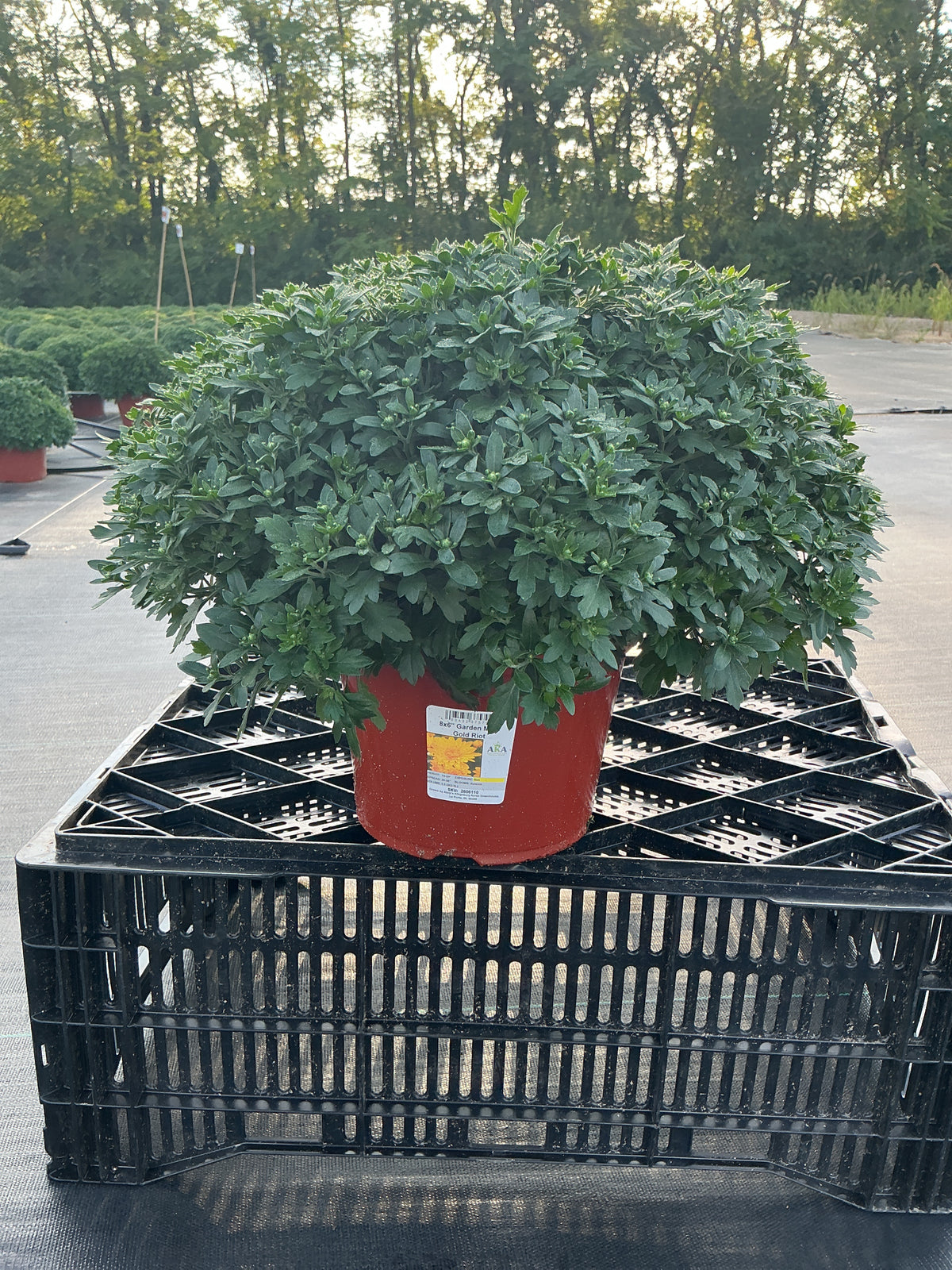 Gold Riot - 8"x6" Potted Garden Mum